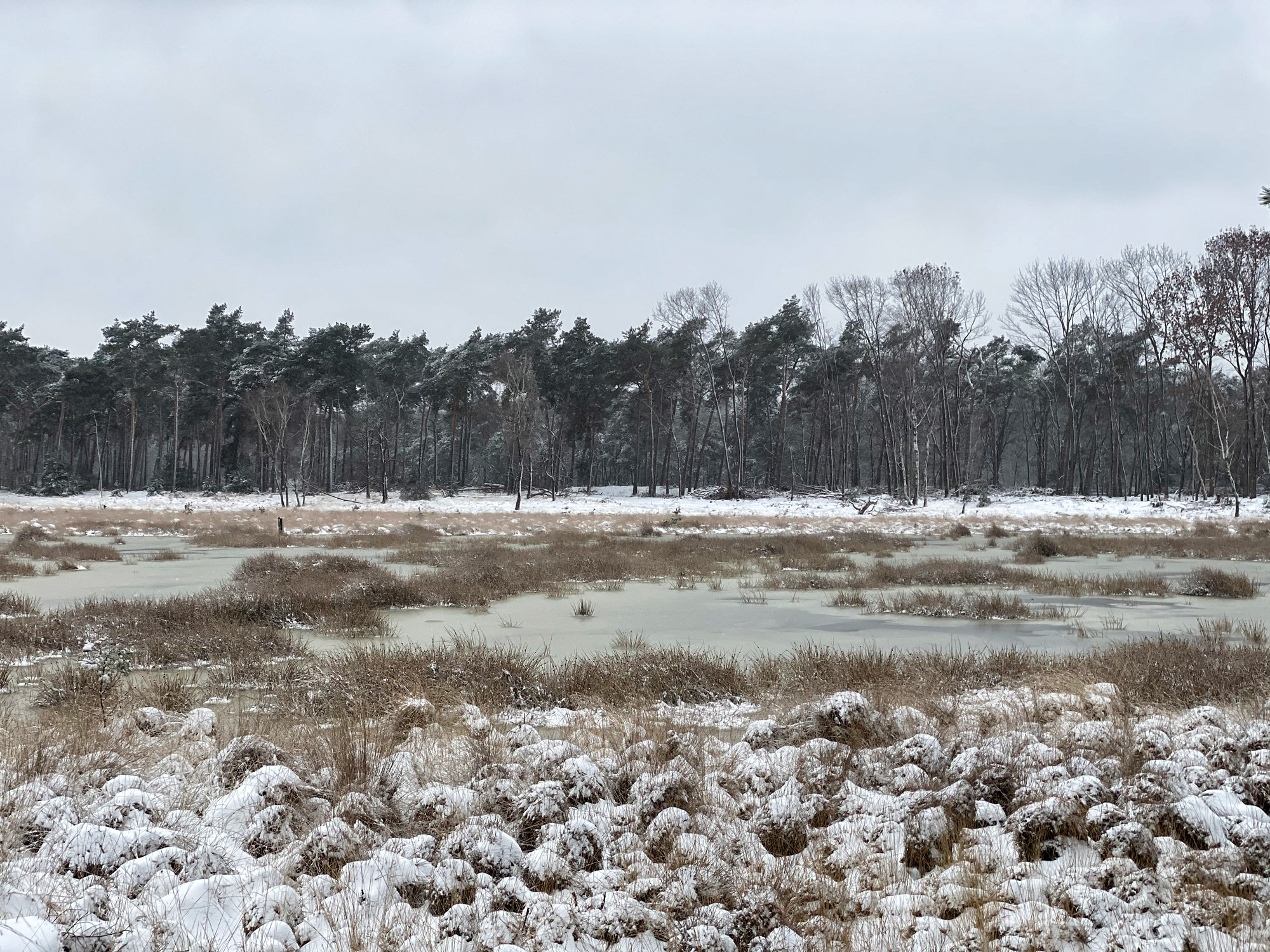 Wandelen in Noord-Brabant: Heide en vennen route in Geldrop-Mierlo, in de sneeuw