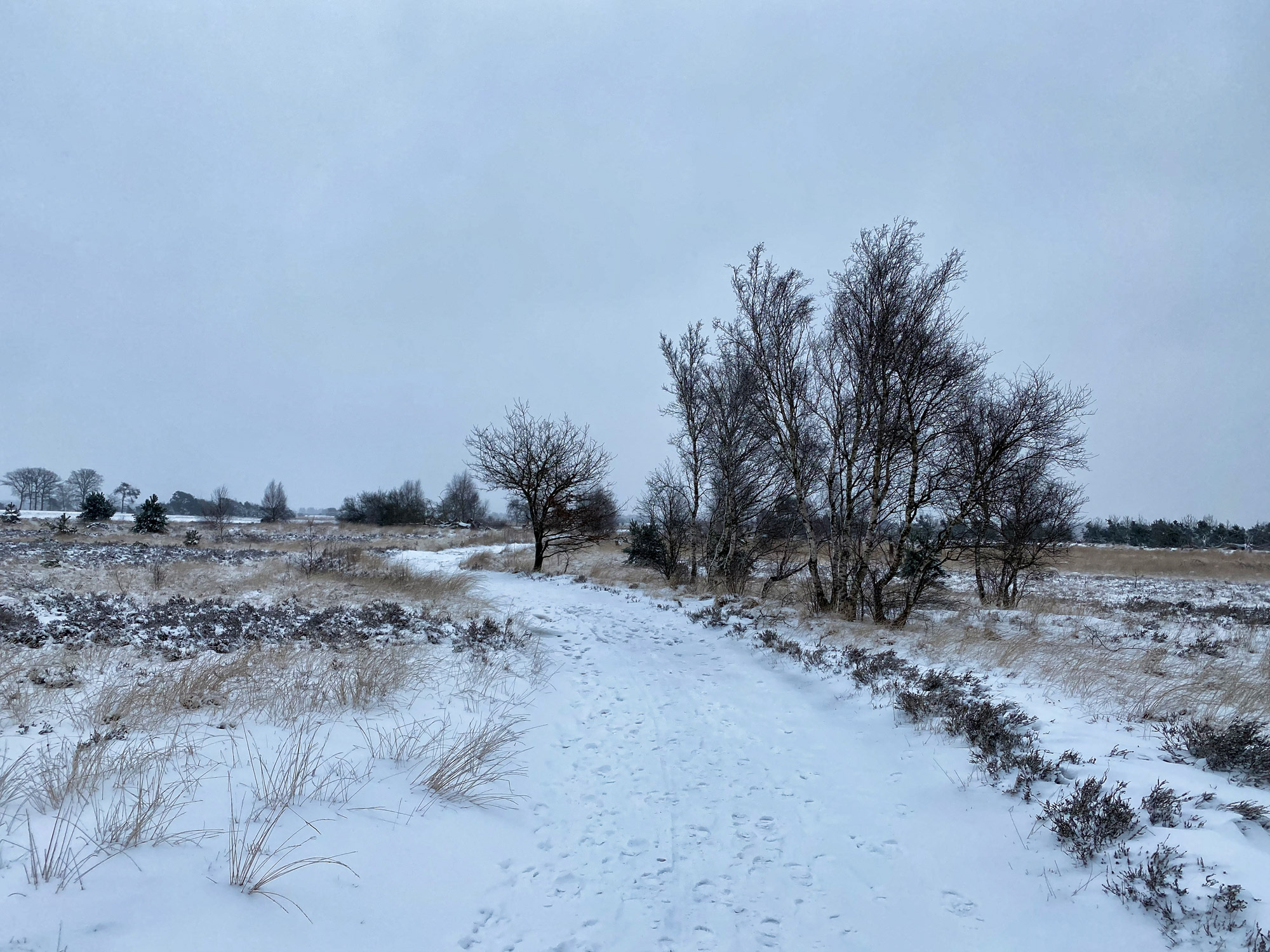 Wandelen in Noord-Brabant: Heide en vennen route in Geldrop-Mierlo, in de sneeuw