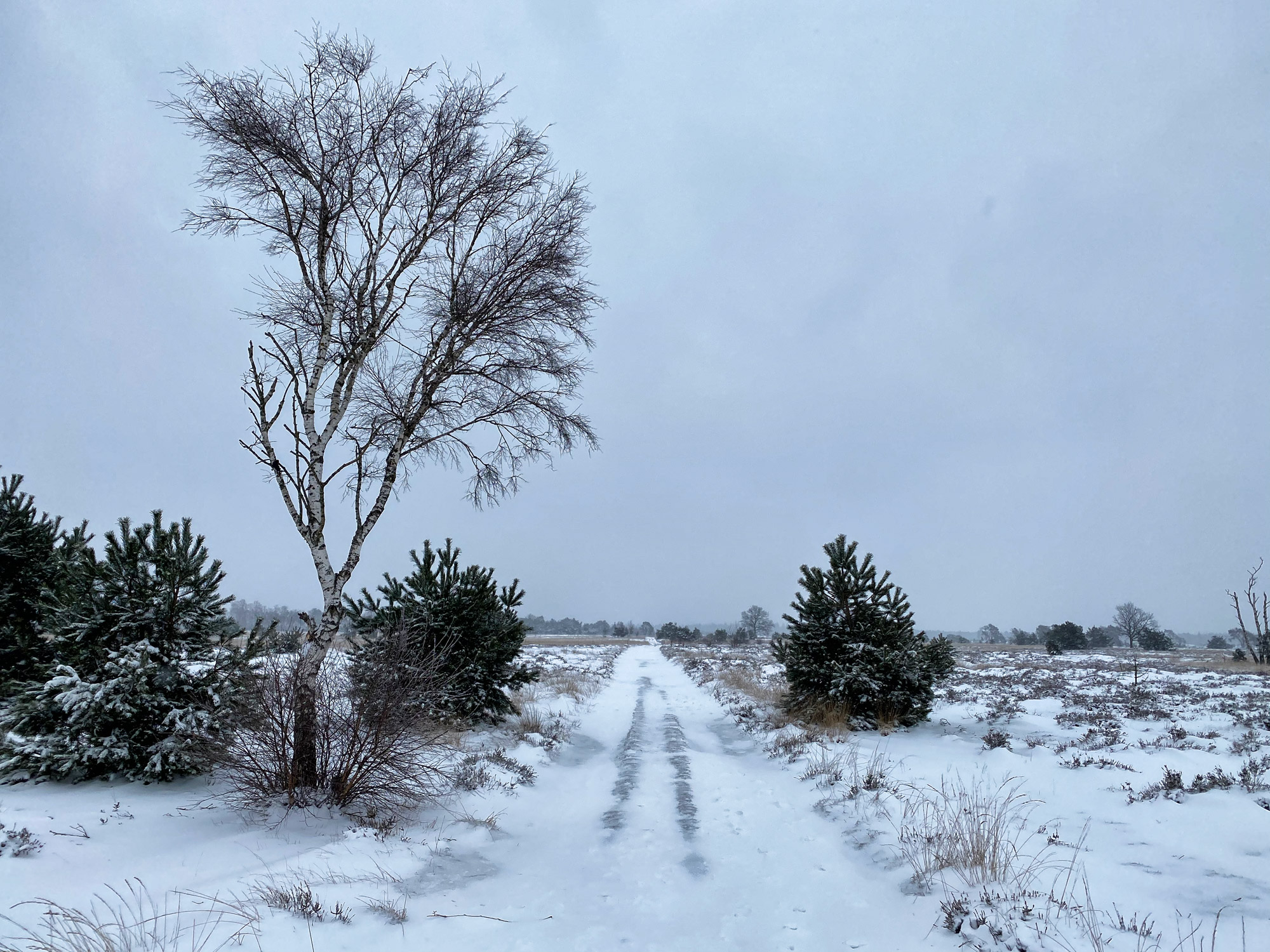 Wandelen in Noord-Brabant: Heide en vennen route in Geldrop-Mierlo, in de sneeuw