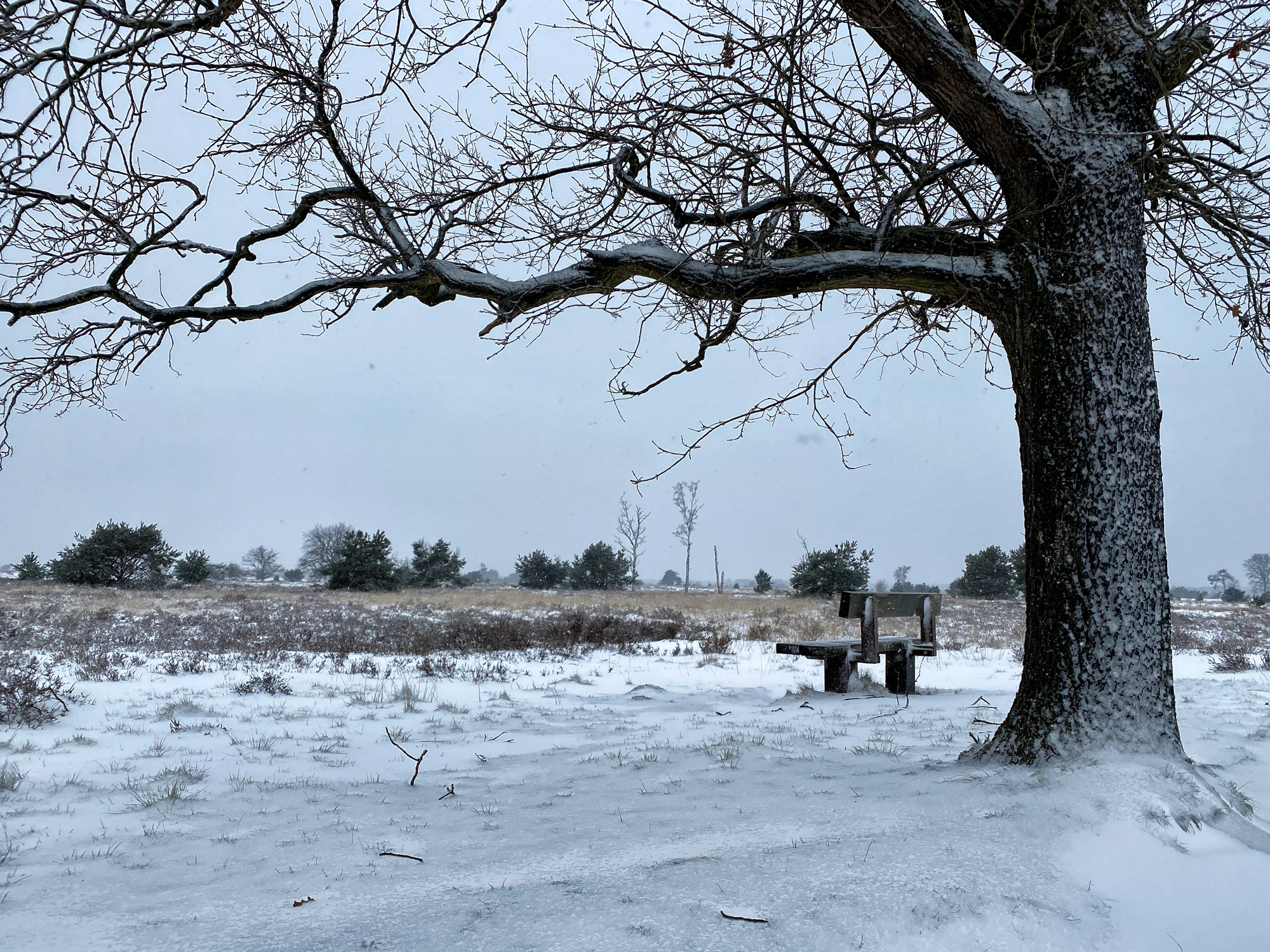 Wandelen in Noord-Brabant: Heide en vennen route in Geldrop-Mierlo, in de sneeuw