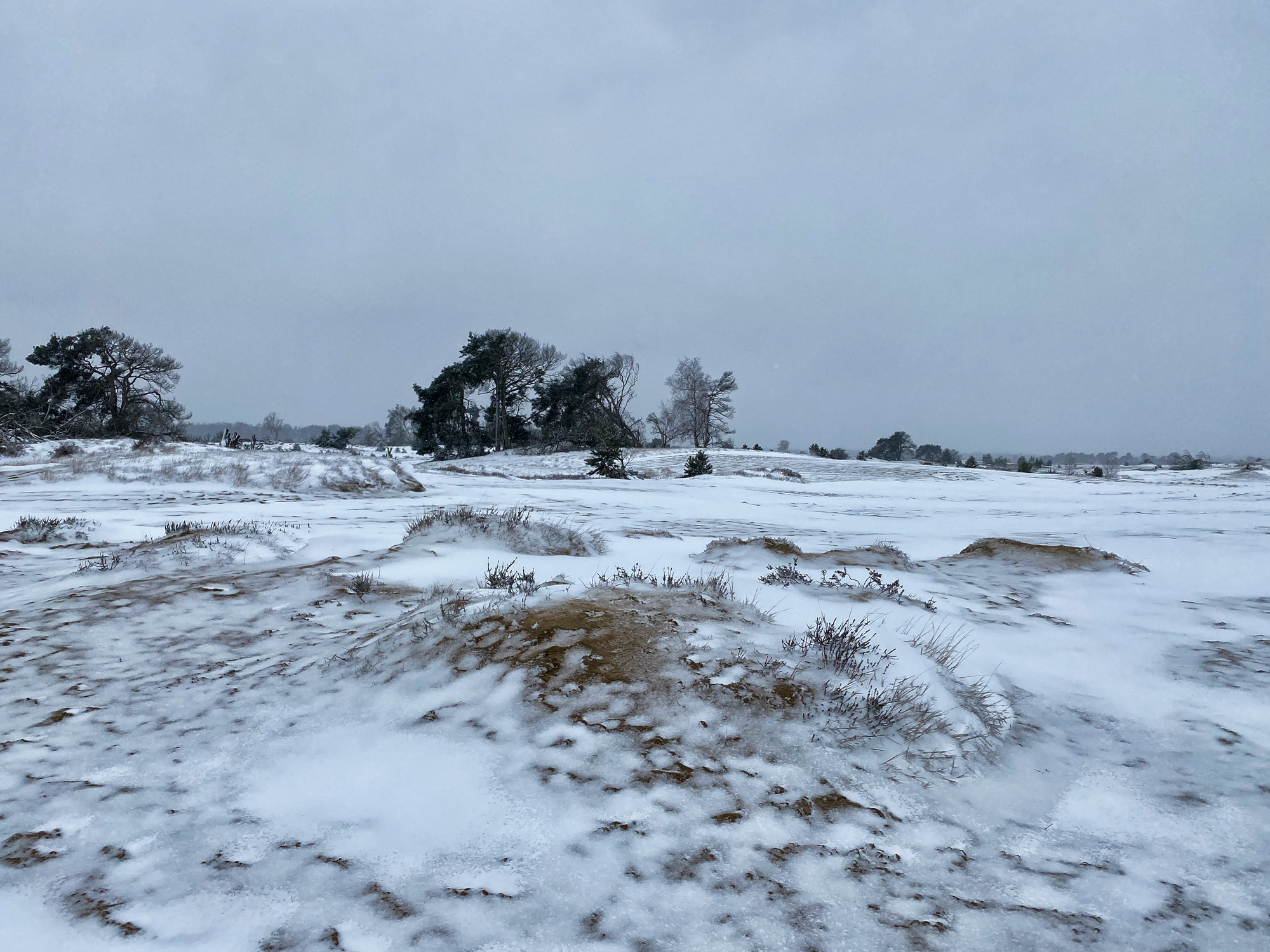 Wandelen in Noord-Brabant: Heide en vennen route in Geldrop-Mierlo, in de sneeuw