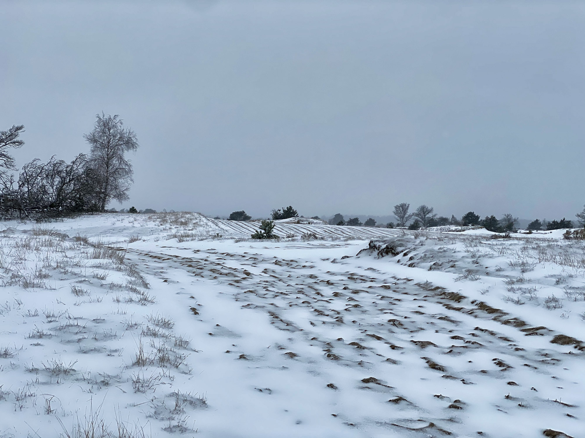 Wandelen in Noord-Brabant: Heide en vennen route in Geldrop-Mierlo, in de sneeuw