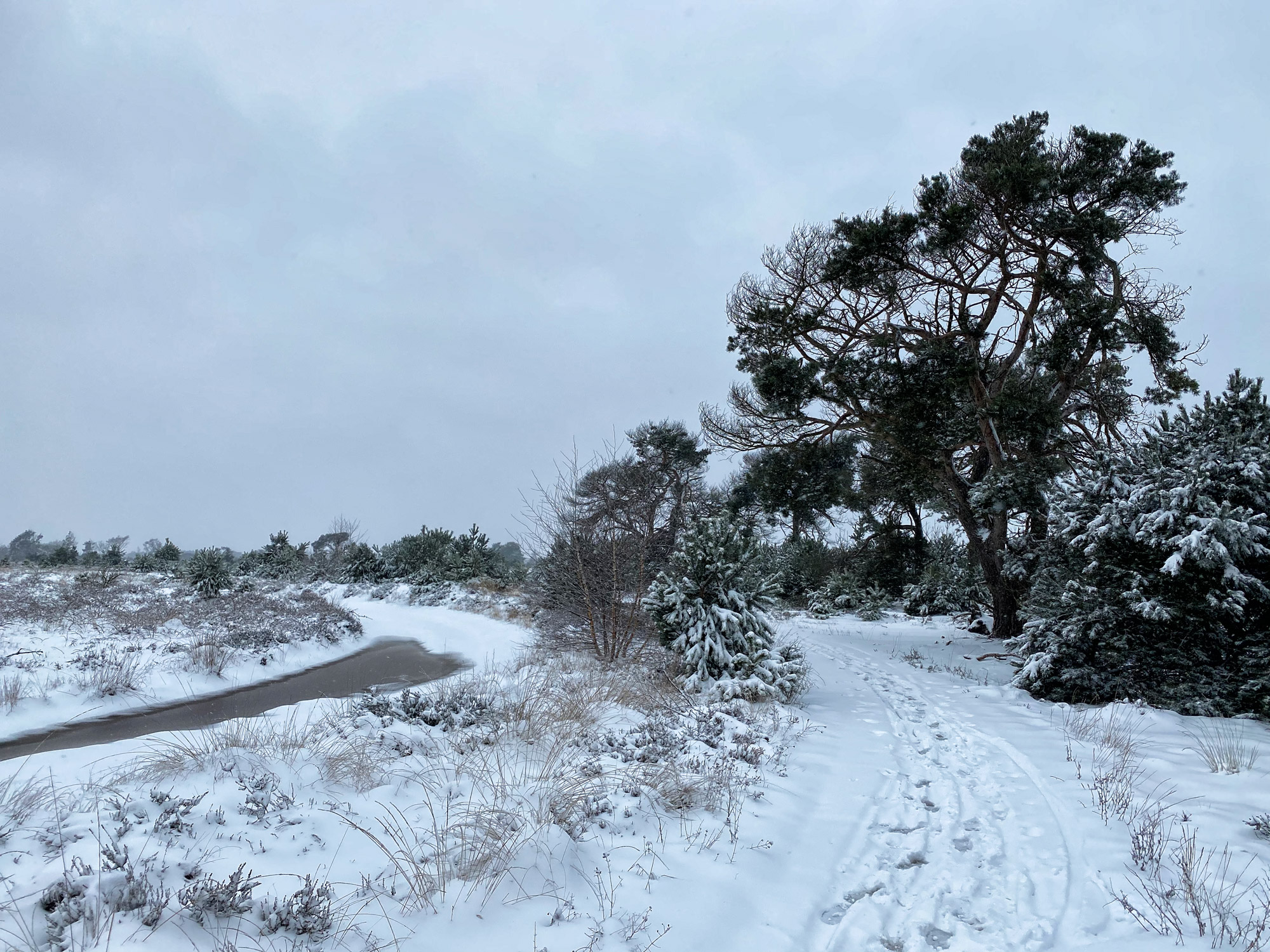 Wandelen in Noord-Brabant: Heide en vennen route in Geldrop-Mierlo, in de sneeuw