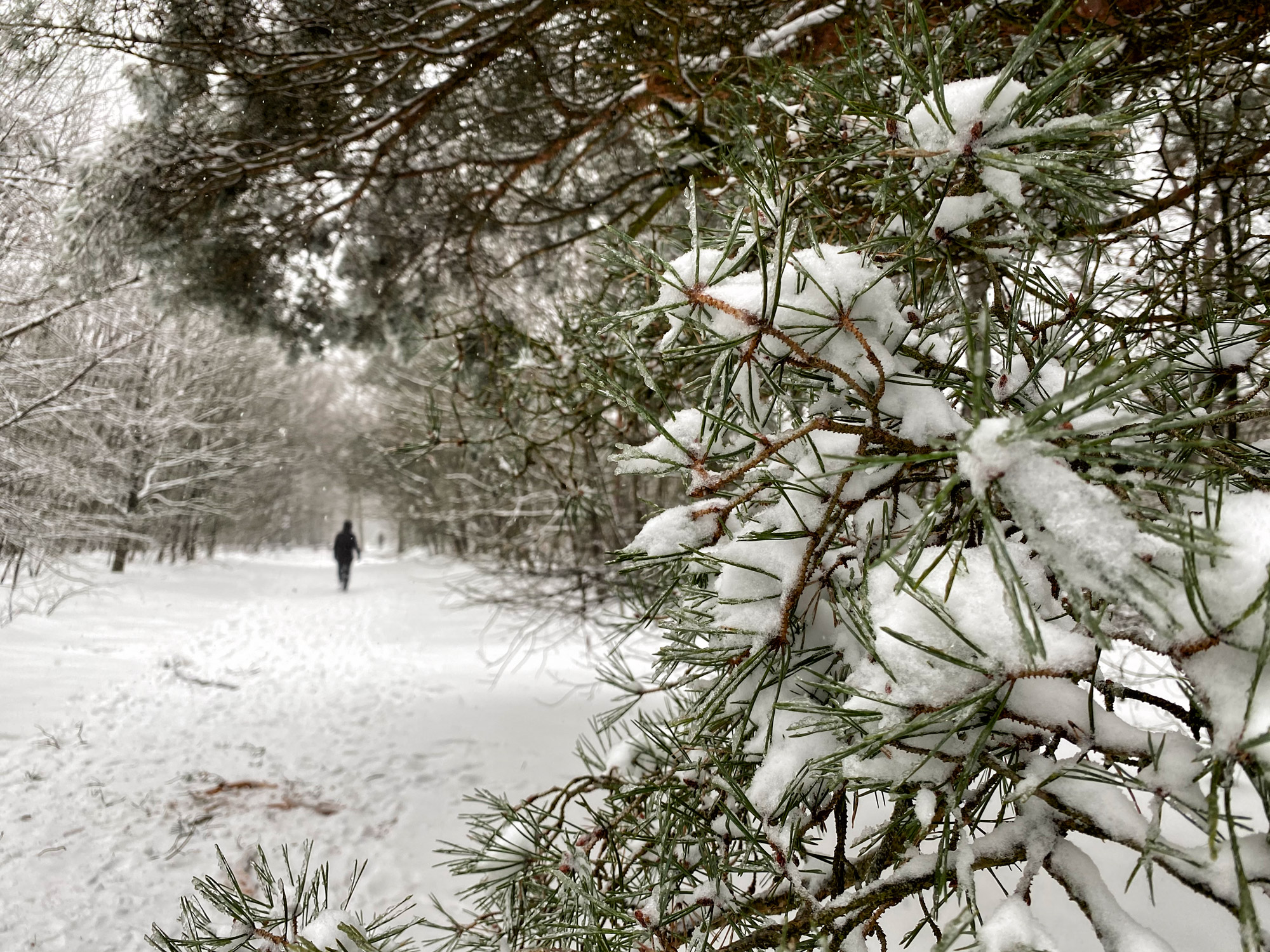 Wandelen in Noord-Brabant: Heide en vennen route in Geldrop-Mierlo, in de sneeuw