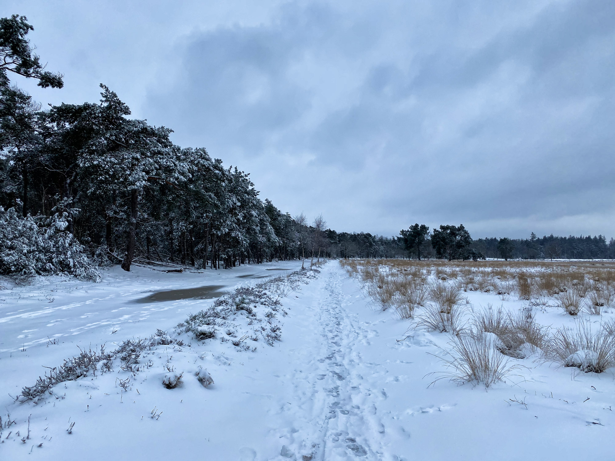 Wandelen in Noord-Brabant: Heide en vennen route in Geldrop-Mierlo, in de sneeuw