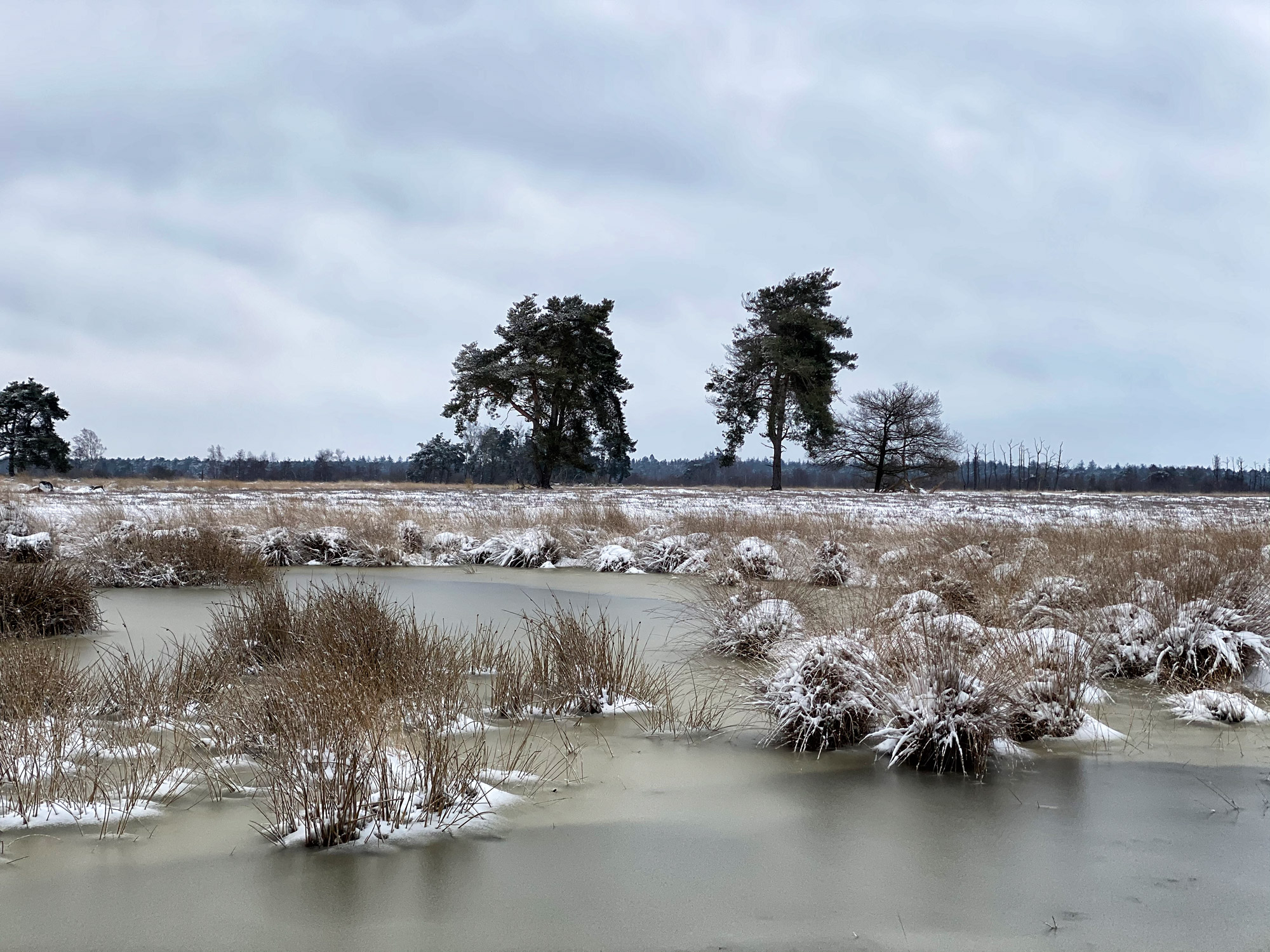 Wandelen in Noord-Brabant: Heide en vennen route in Geldrop-Mierlo, in de sneeuw