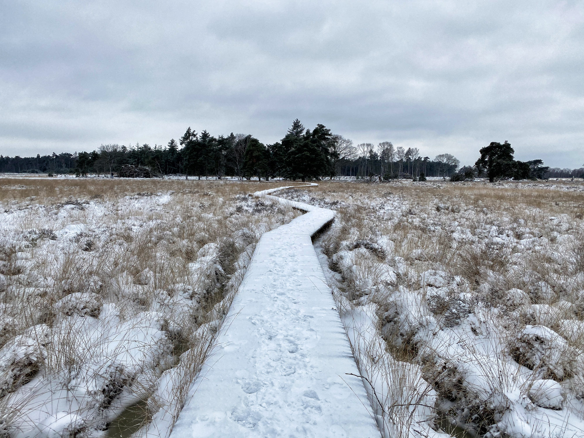 Wandelen in Noord-Brabant: Heide en vennen route in Geldrop-Mierlo, in de sneeuw