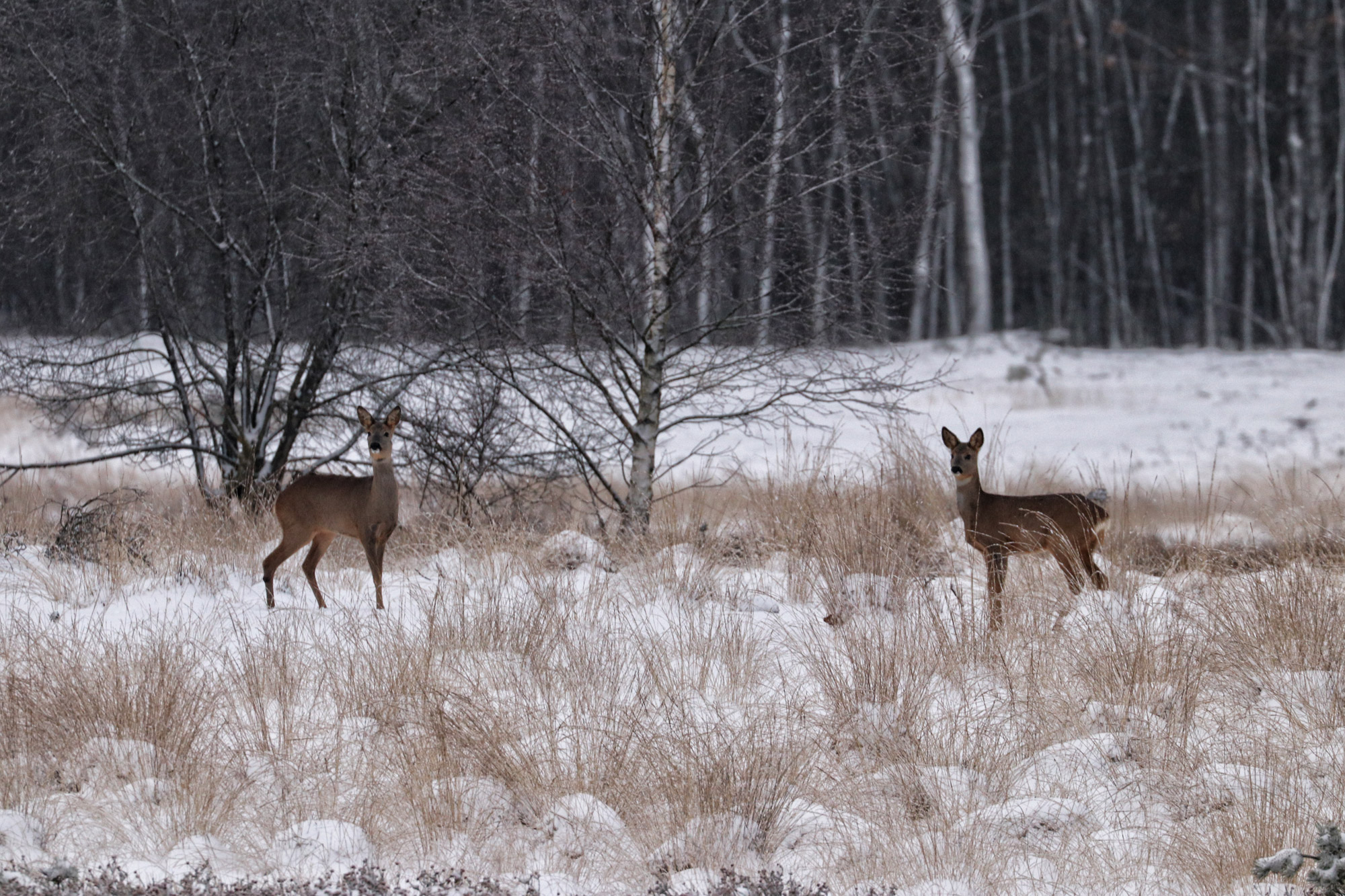 Wandelen in Noord-Brabant: Heide en vennen route in Geldrop-Mierlo, in de sneeuw