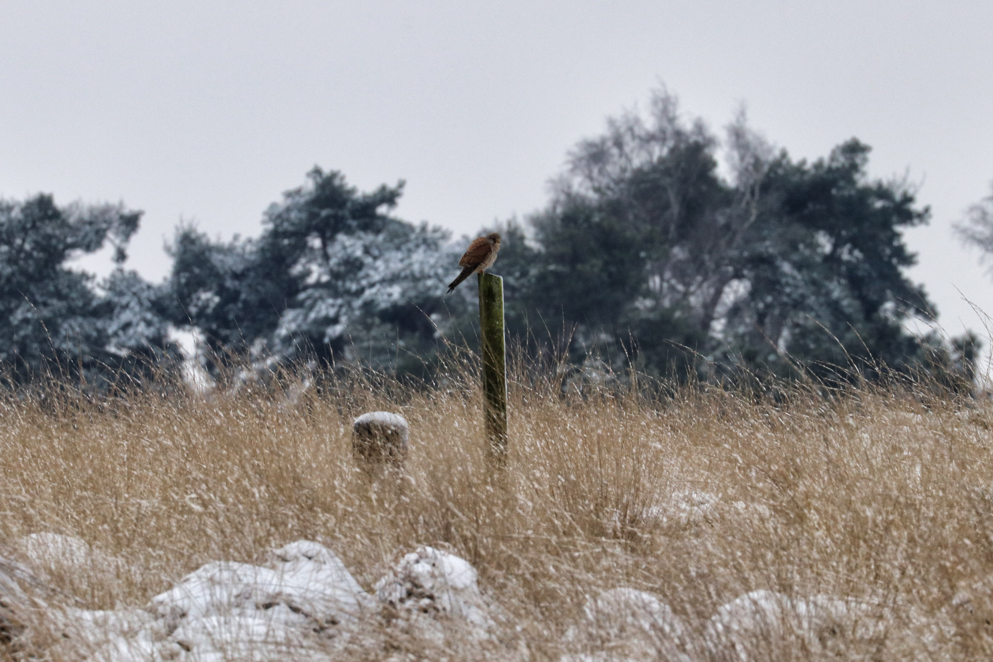 Wandelen in Noord-Brabant: Heide en vennen route in Geldrop-Mierlo, in de sneeuw