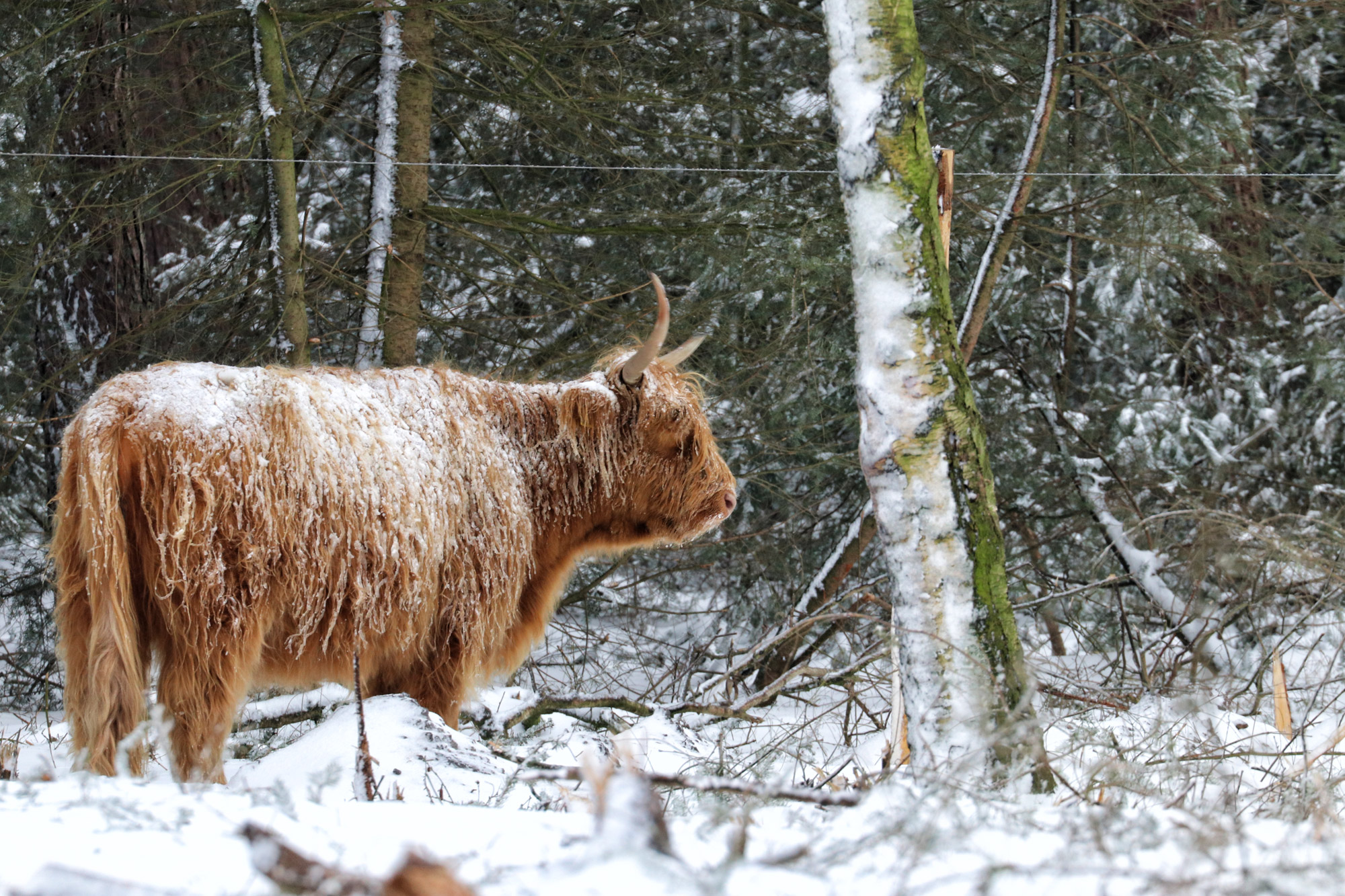 Wandelen in Noord-Brabant: Heide en vennen route in Geldrop-Mierlo, in de sneeuw