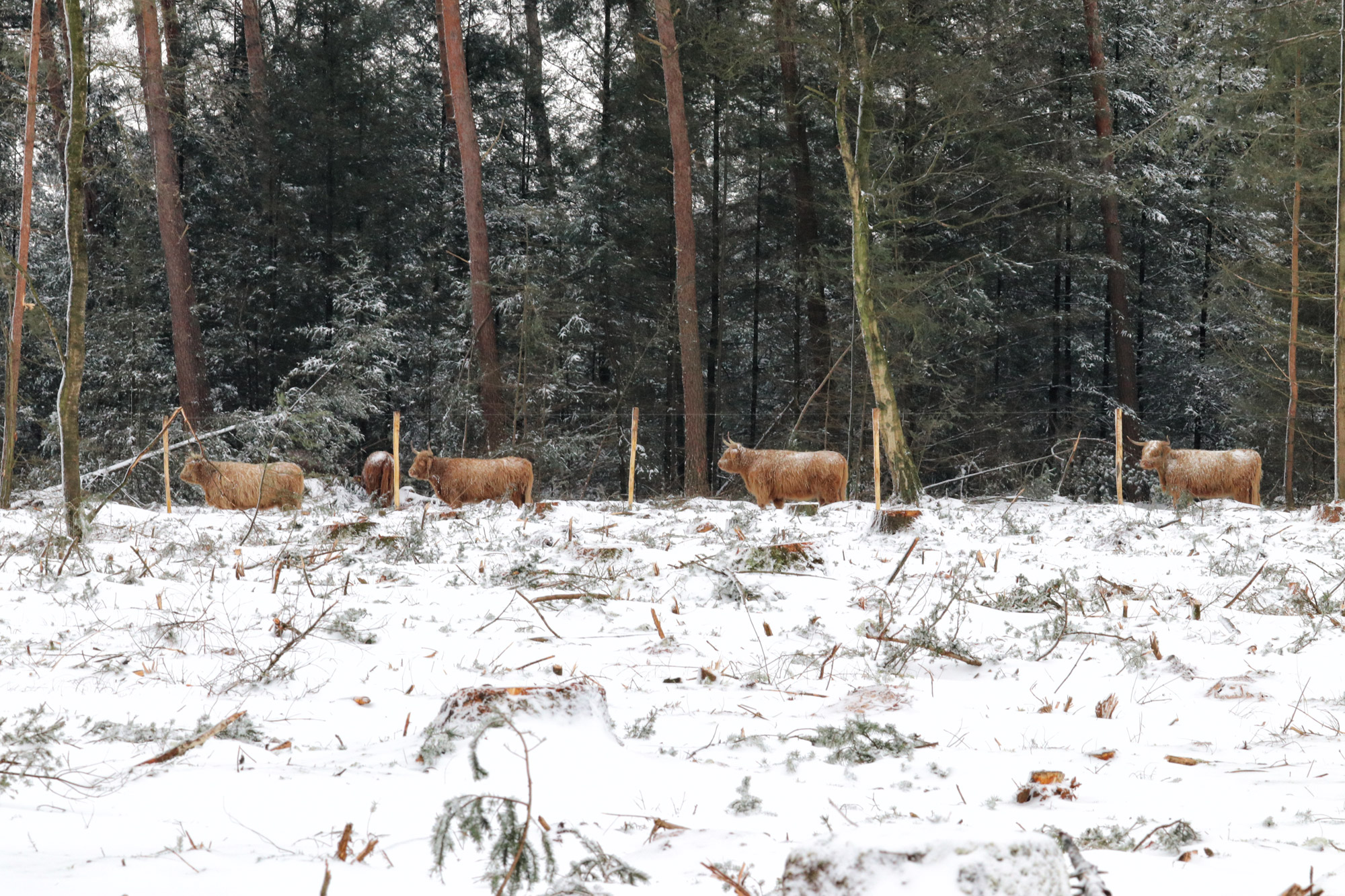 Wandelen in Noord-Brabant: Heide en vennen route in Geldrop-Mierlo, in de sneeuw