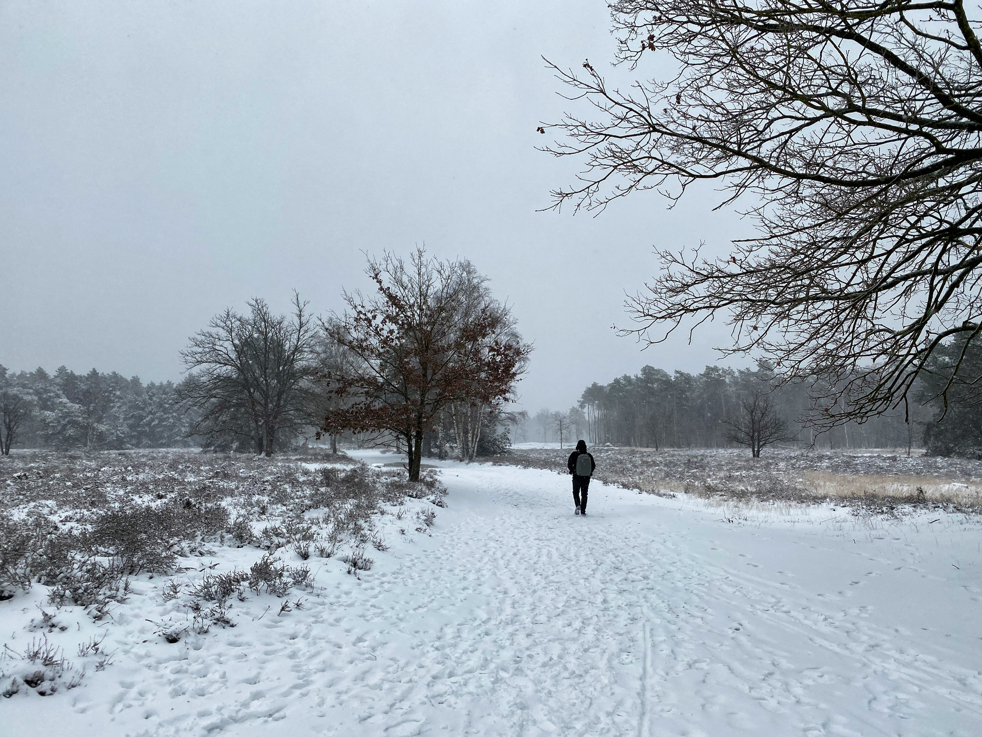 Wandelen in Noord-Brabant: Heide en vennen route in Geldrop-Mierlo, in de sneeuw