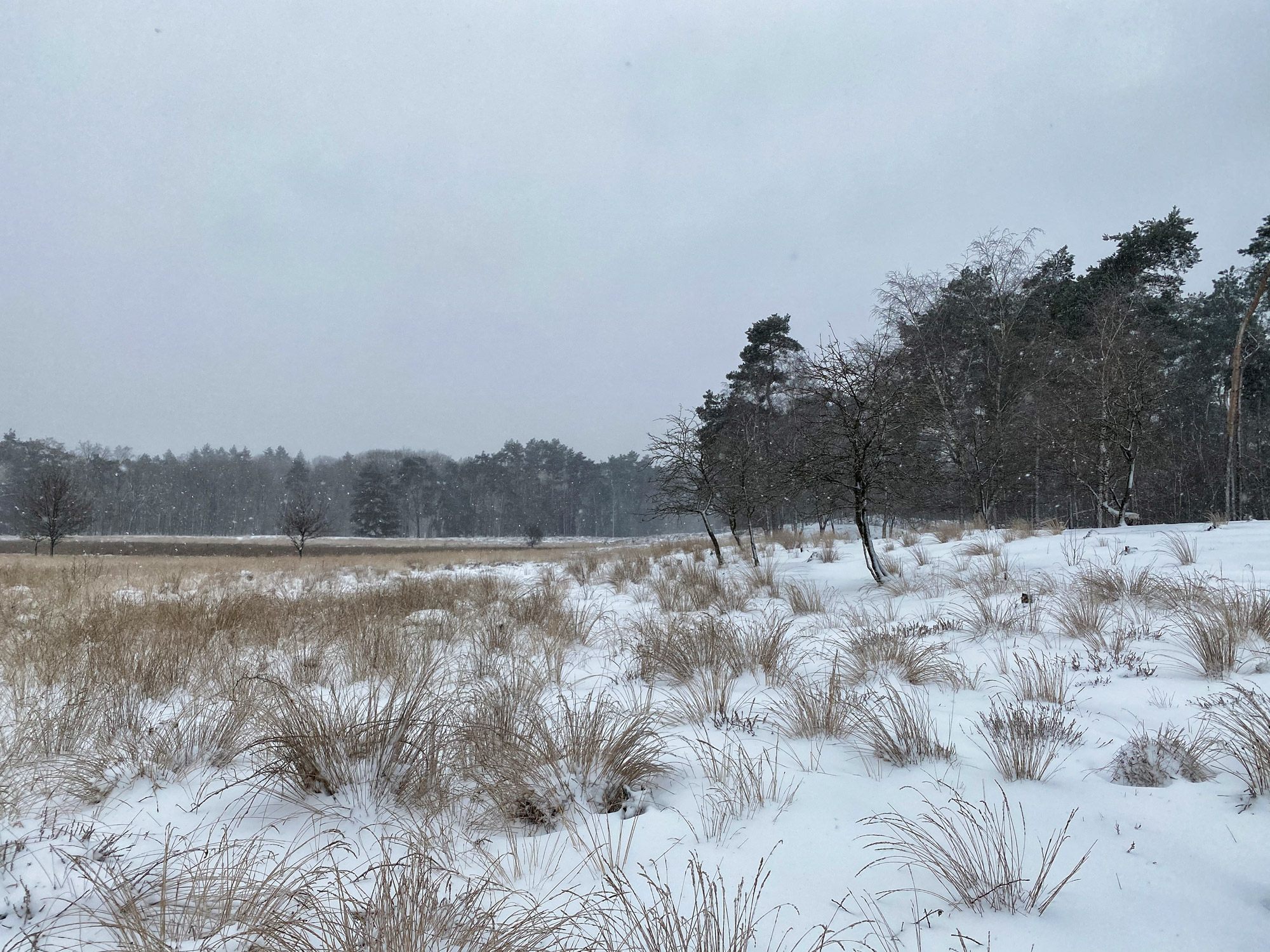 Wandelen in Noord-Brabant: Heide en vennen route in Geldrop-Mierlo, in de sneeuw