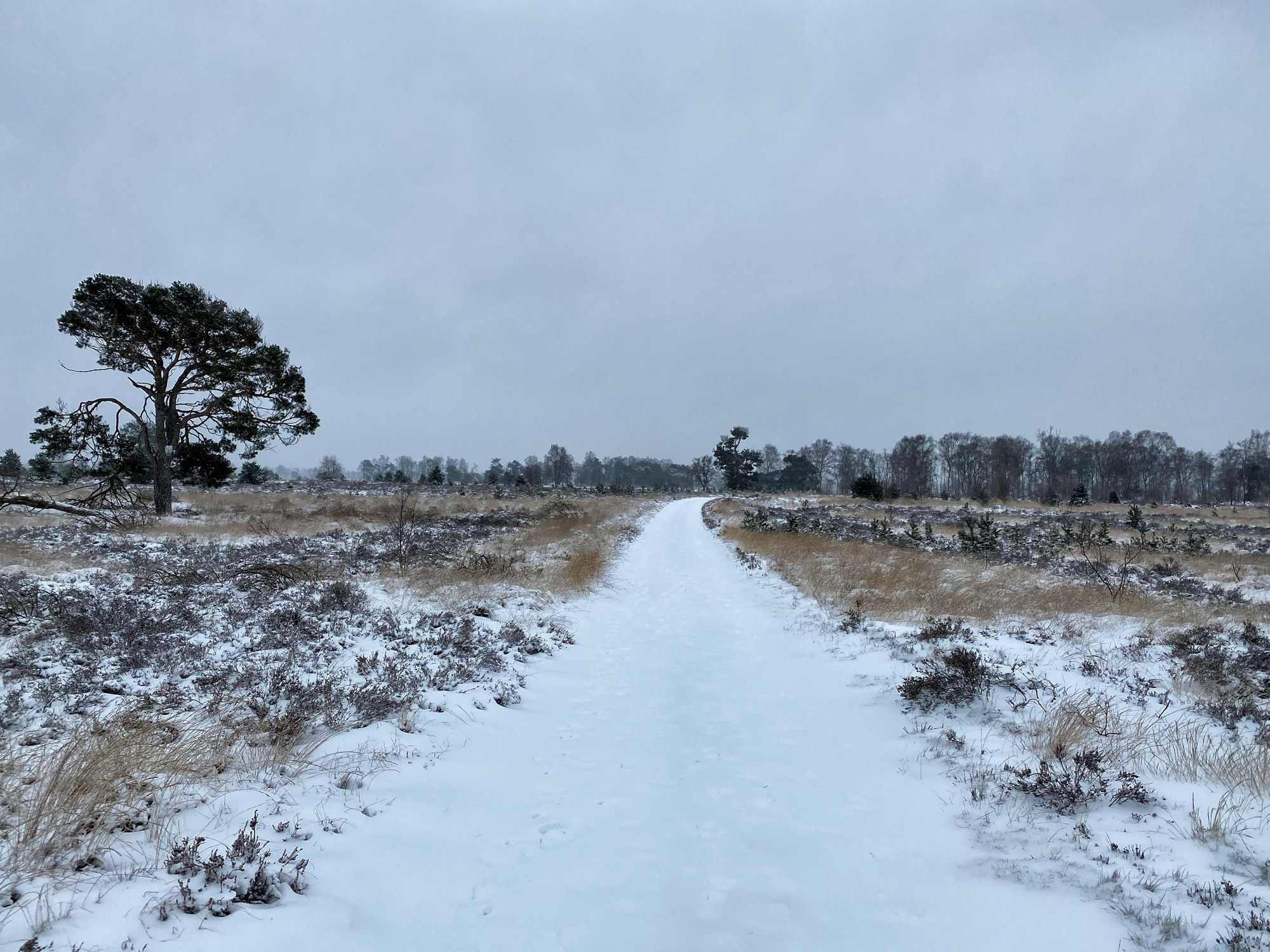 Wandelen in Noord-Brabant: Heide en vennen route in Geldrop-Mierlo, in de sneeuw