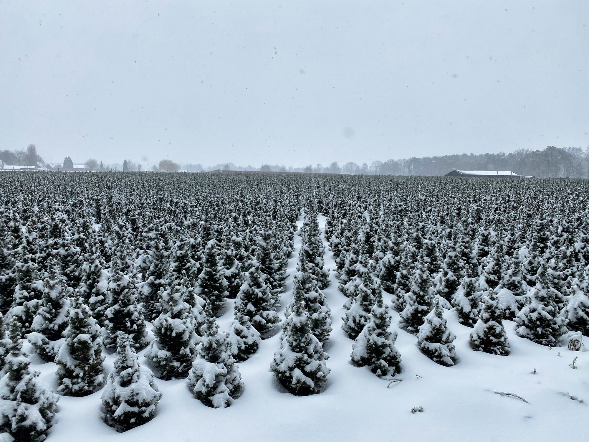 Wandelen in Noord-Brabant: Heide en vennen route in Geldrop-Mierlo, in de sneeuw