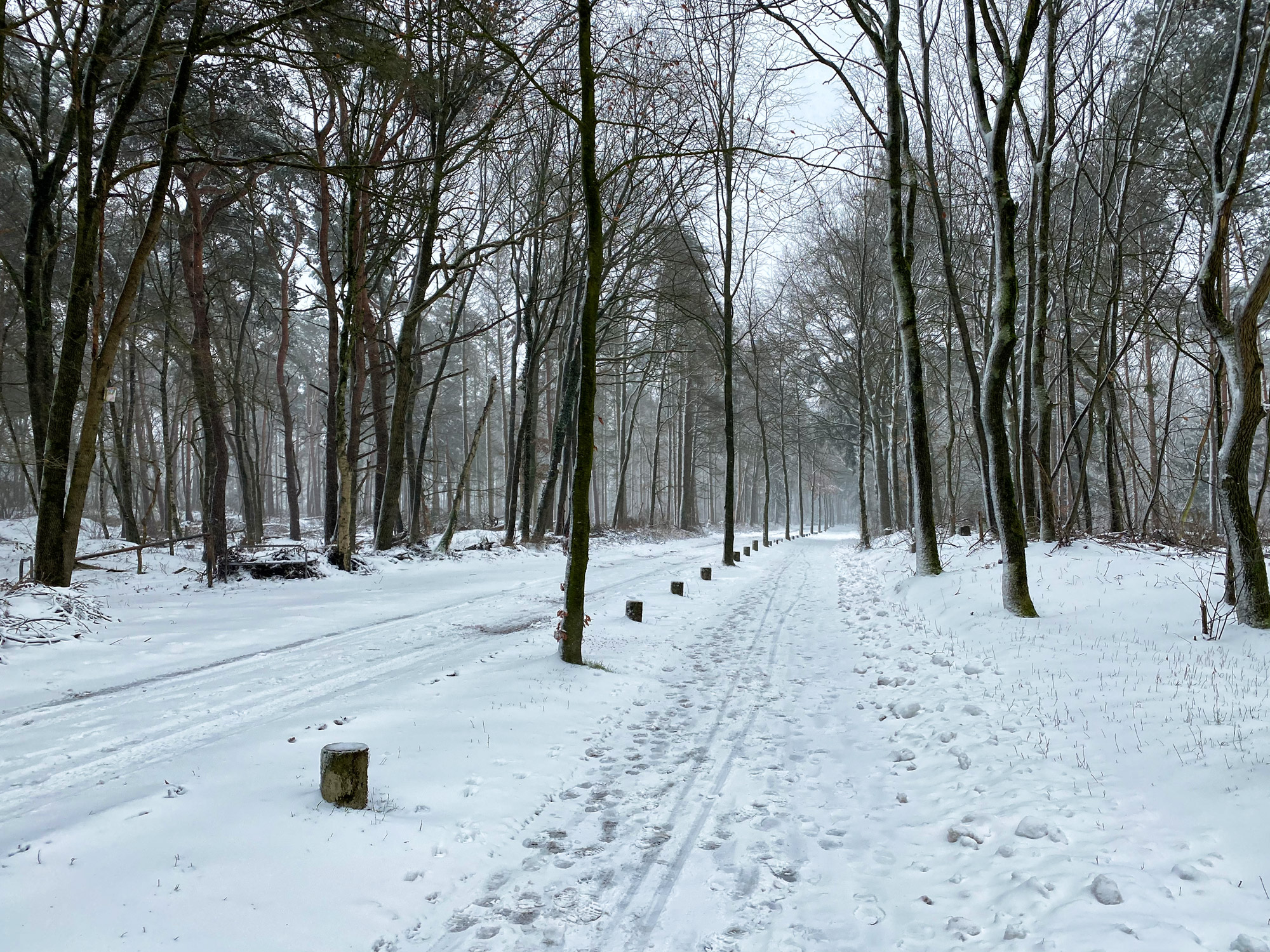 Wandelen in Noord-Brabant: Heide en vennen route in Geldrop-Mierlo, in de sneeuw