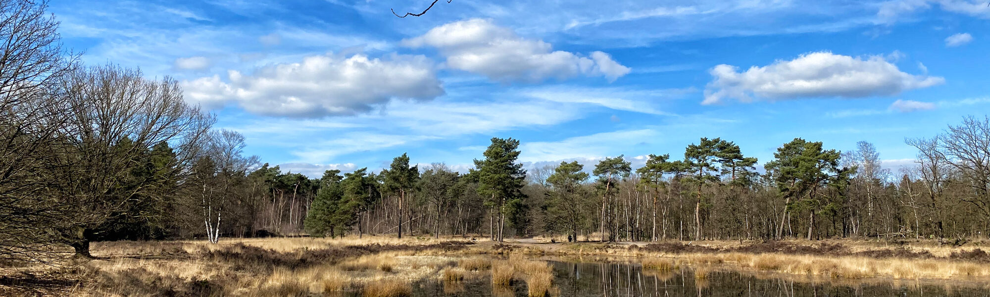 Wandelen in Noord-Brabant: Langs de vennen van de Stiphoutse Bossen