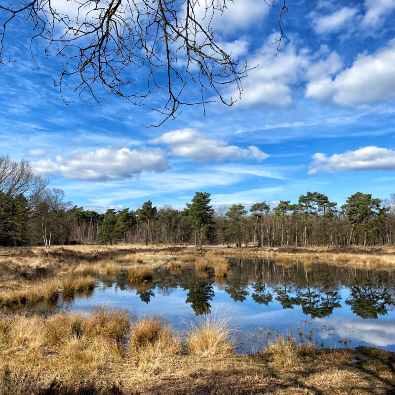 Wandelen in Noord-Brabant: Langs de vennen van de Stiphoutse Bossen