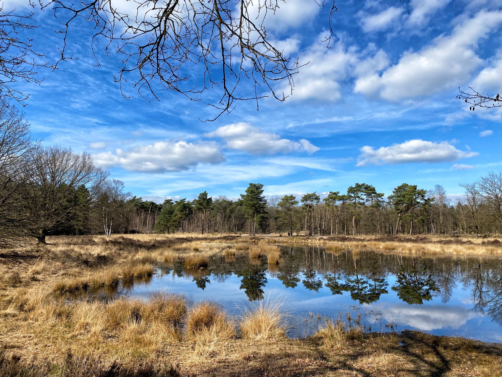 Wandelen in Noord-Brabant: Langs de vennen van de Stiphoutse Bossen