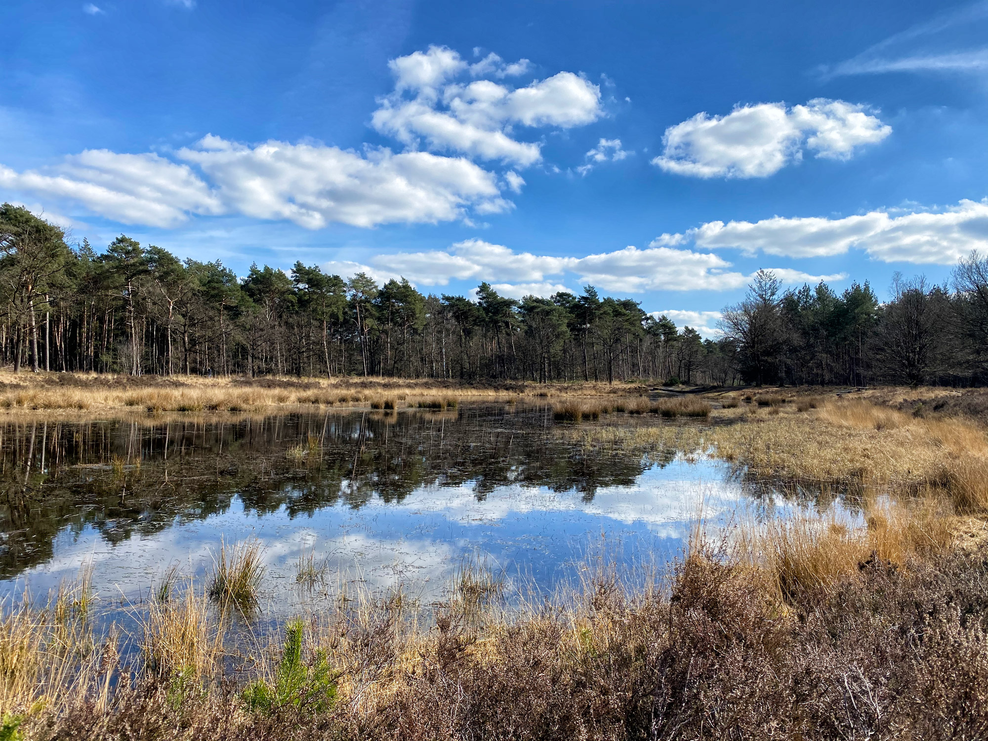 Wandelen in Noord-Brabant: Langs de vennen van de Stiphoutse Bossen