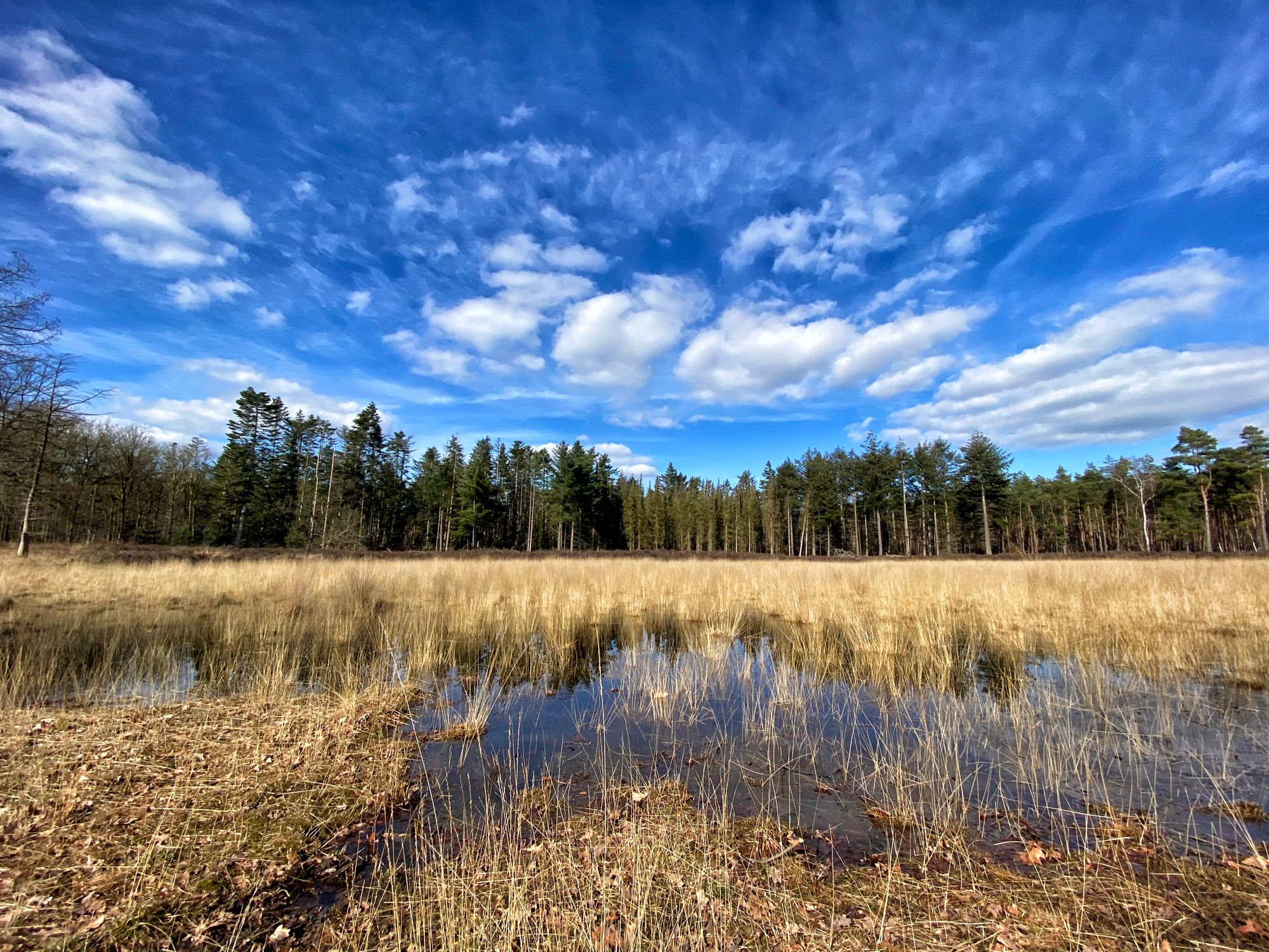 Wandelen in Noord-Brabant: Langs de vennen van de Stiphoutse Bossen