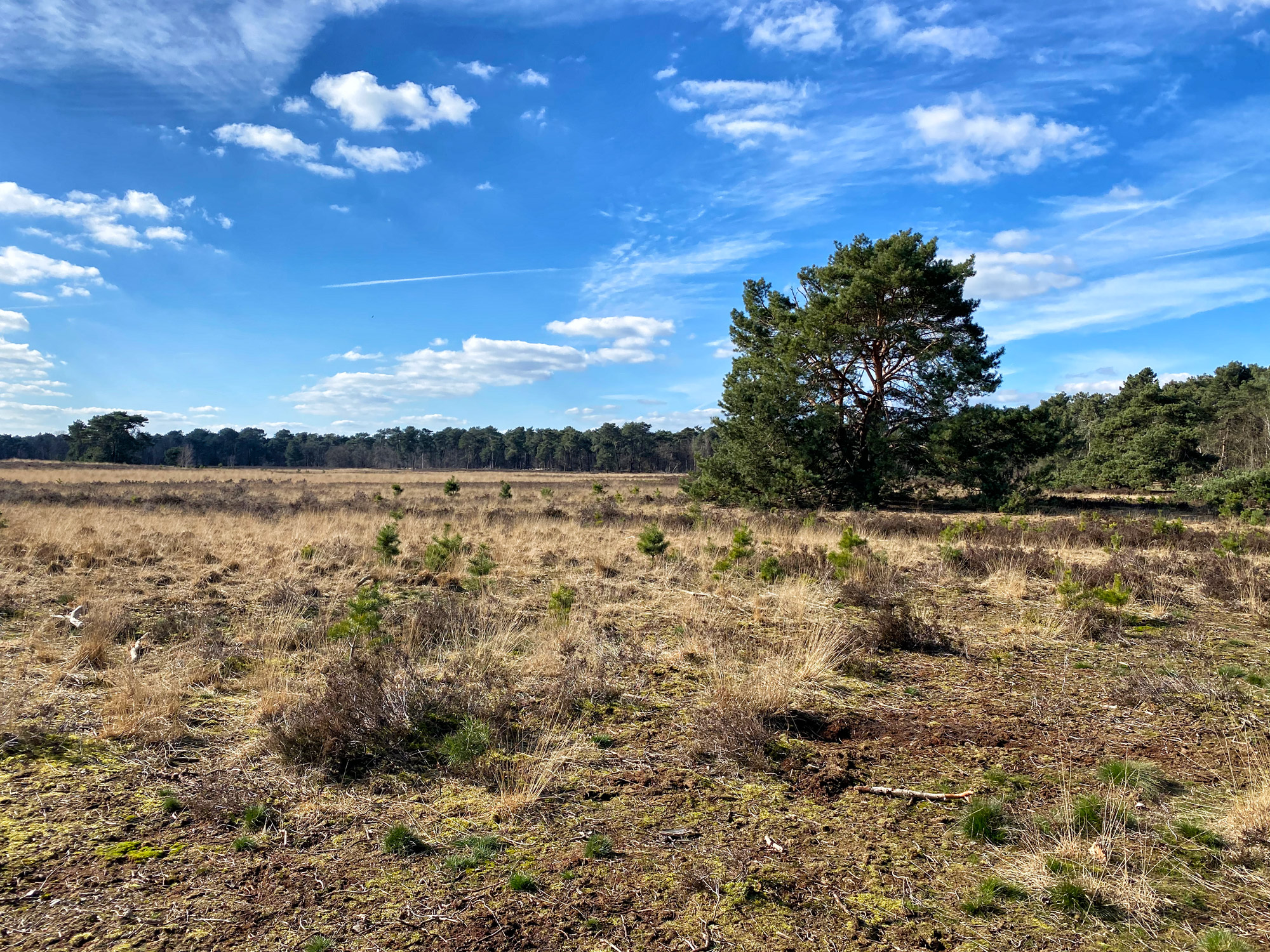 Wandelen in Noord-Brabant: Langs de vennen van de Stiphoutse Bossen