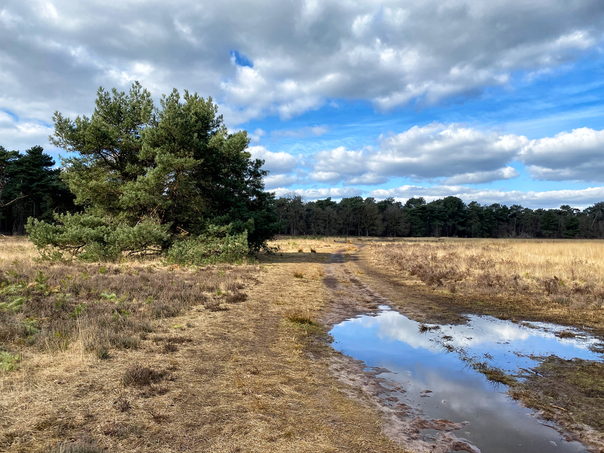 Wandelen in Noord-Brabant: Langs de vennen van de Stiphoutse Bossen