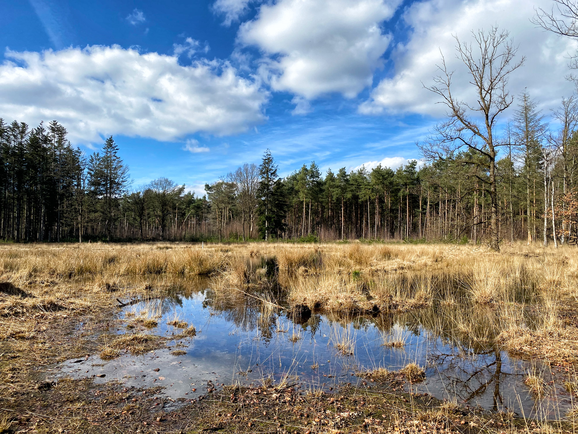 Wandelen in Noord-Brabant: Langs de vennen van de Stiphoutse Bossen