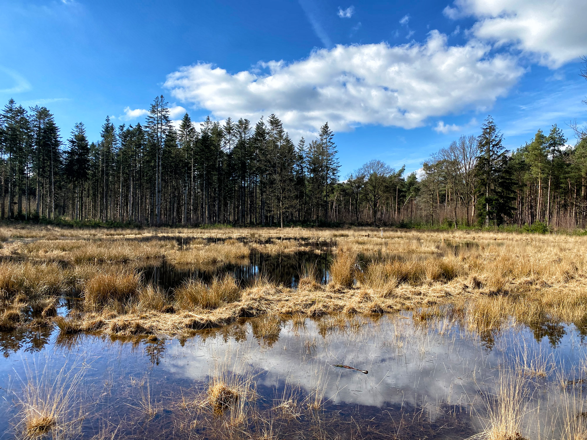 Wandelen in Noord-Brabant: Langs de vennen van de Stiphoutse Bossen