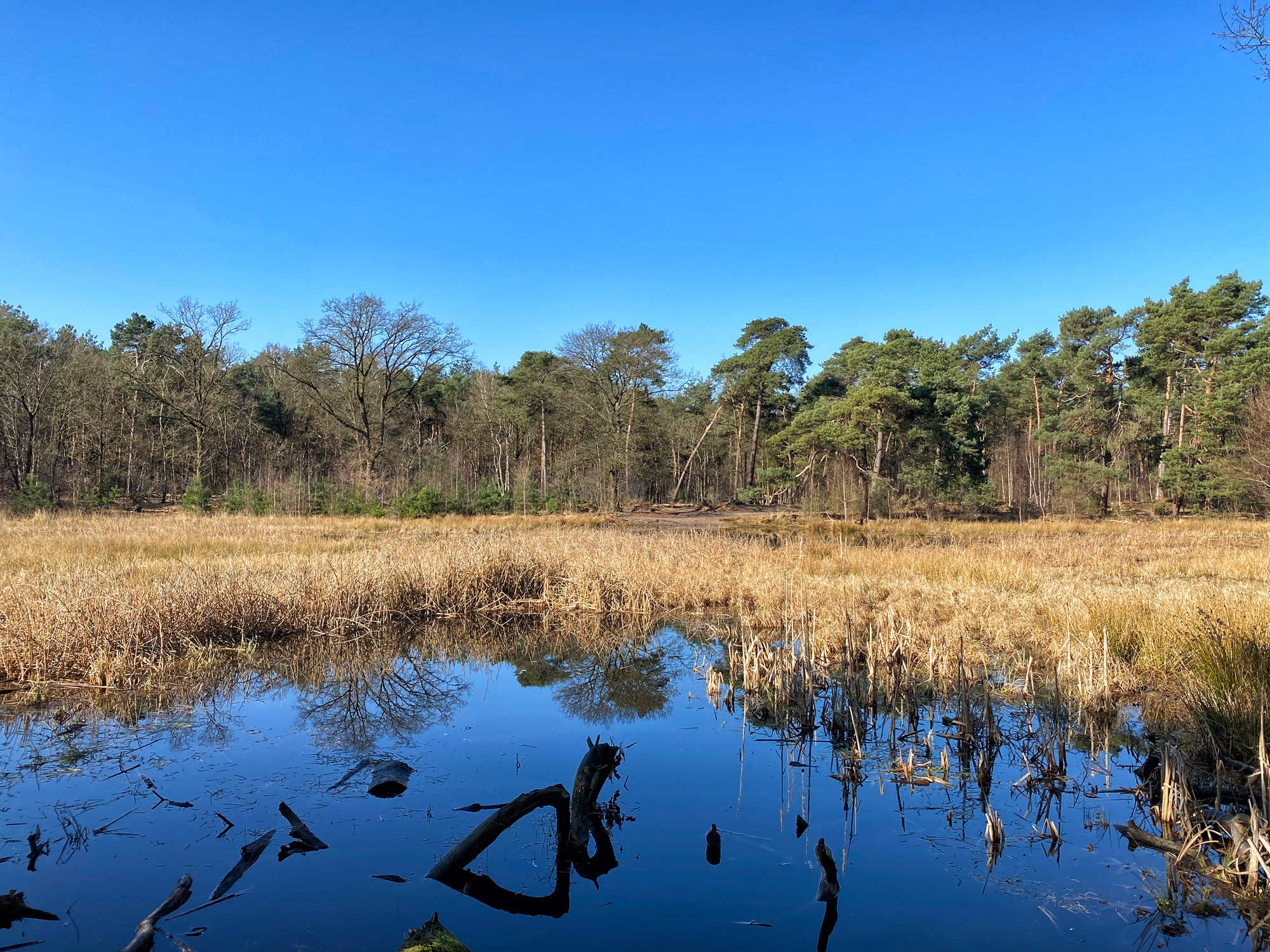 Wandelen in Noord-Brabant: Stratumse Heide & Groote Heide