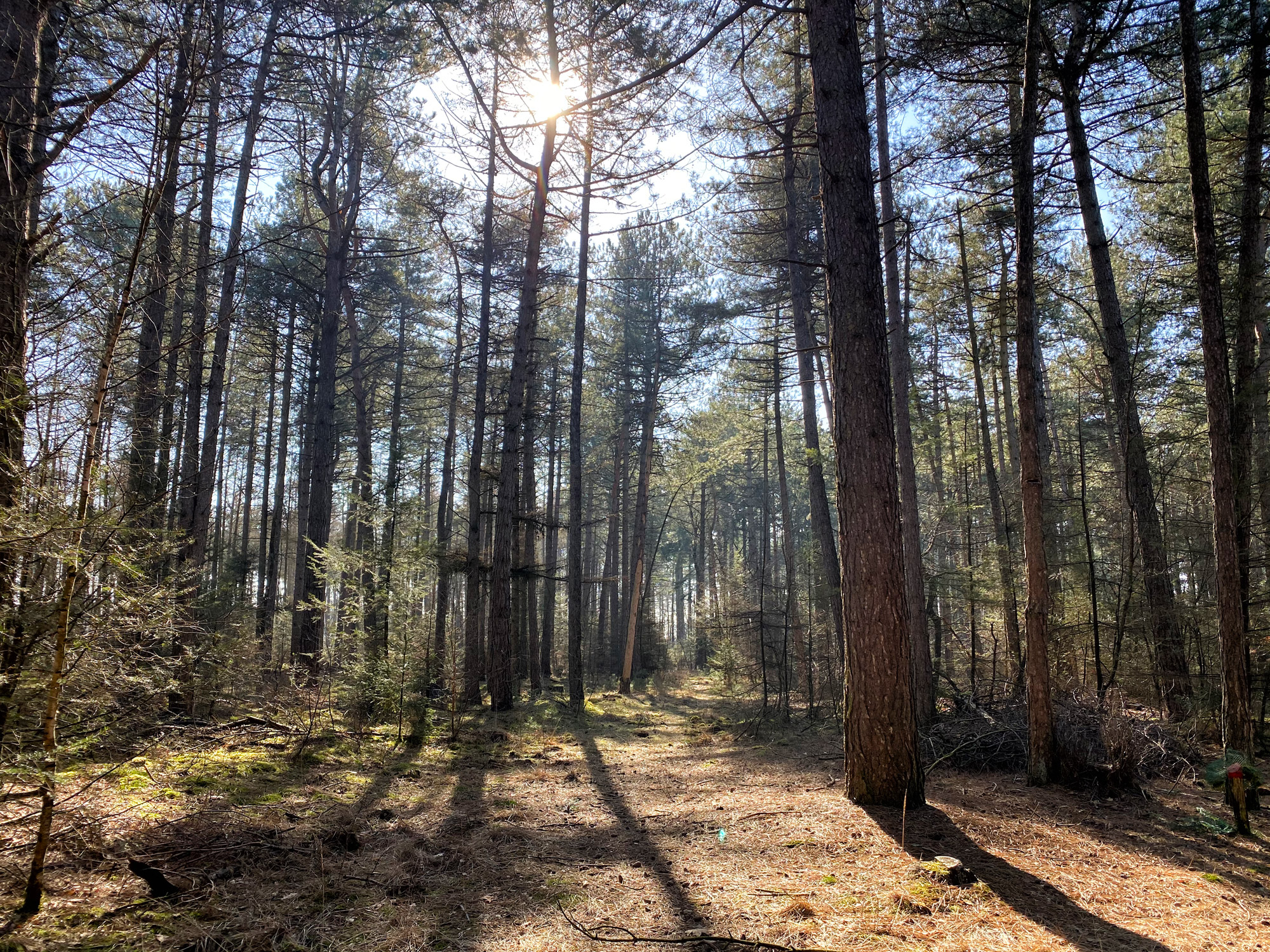 Wandelen in Noord-Brabant: Stratumse Heide & Groote Heide