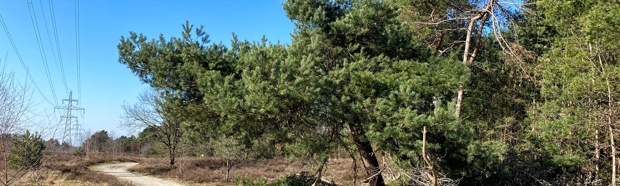 Wandelen in Noord-Brabant: Stratumse Heide & Groote Heide