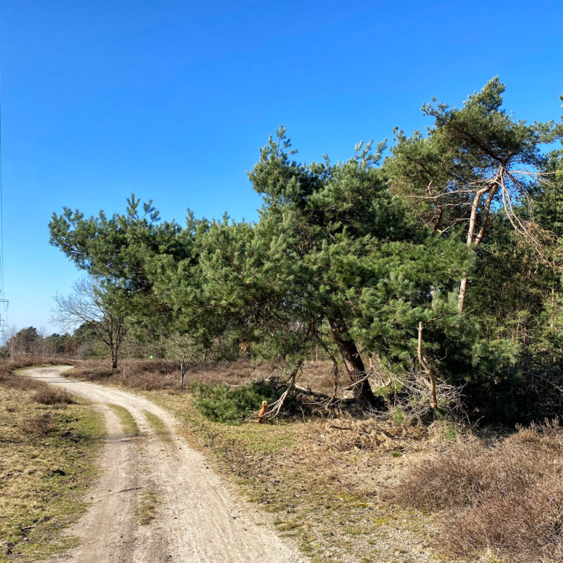 Wandelen in Noord-Brabant: Stratumse Heide & Groote Heide