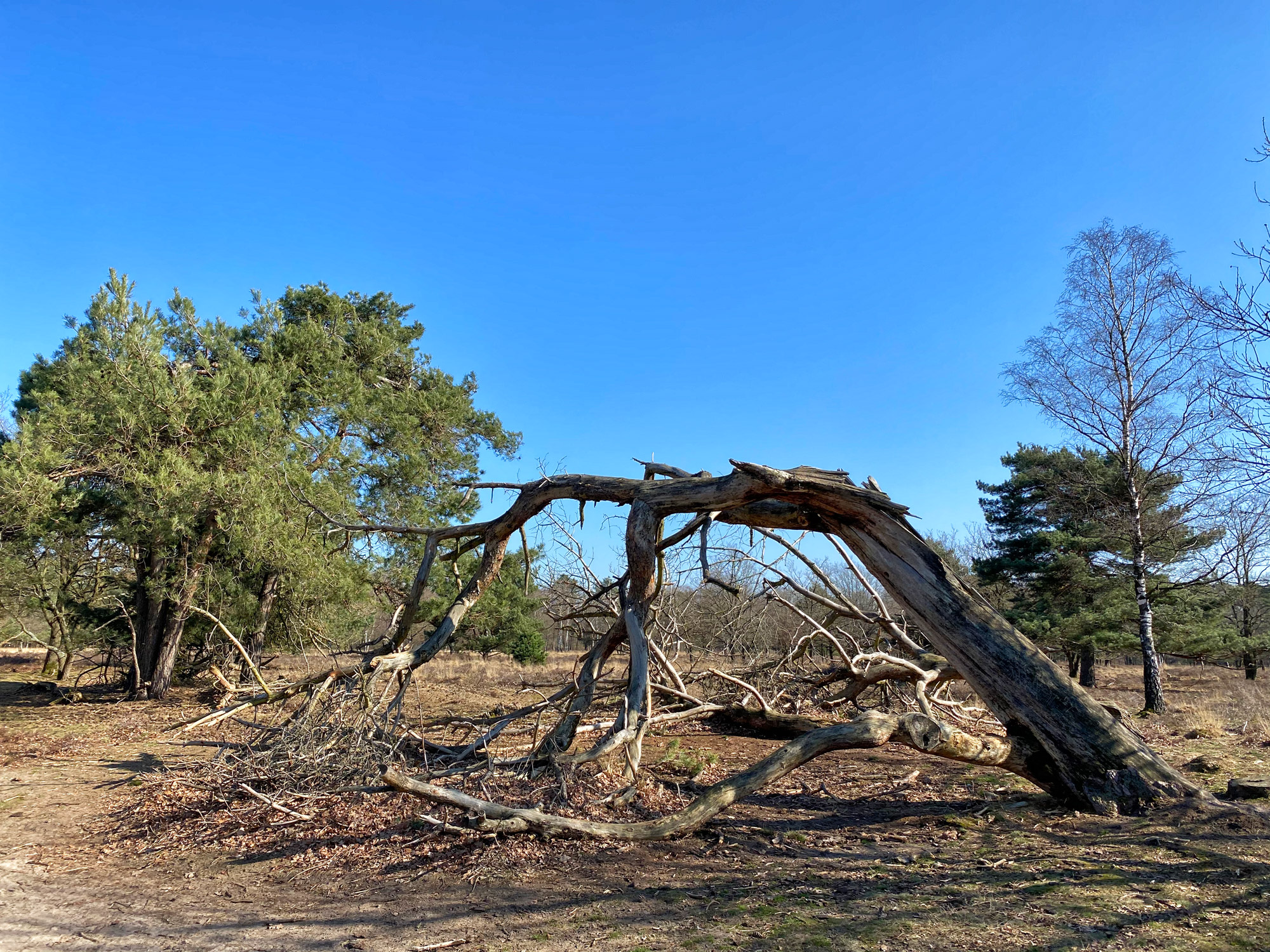 Wandelen in Noord-Brabant: Stratumse Heide & Groote Heide