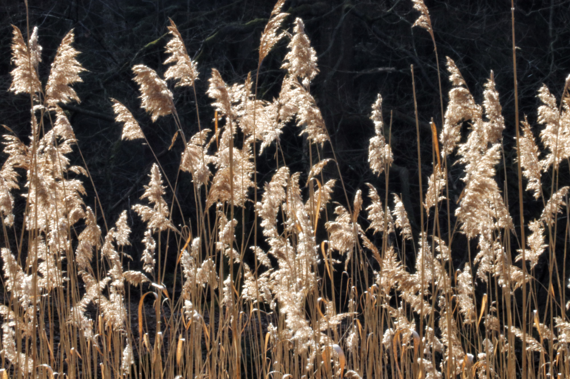 Wandelen in Noord-Brabant: Stratumse Heide & Groote Heide