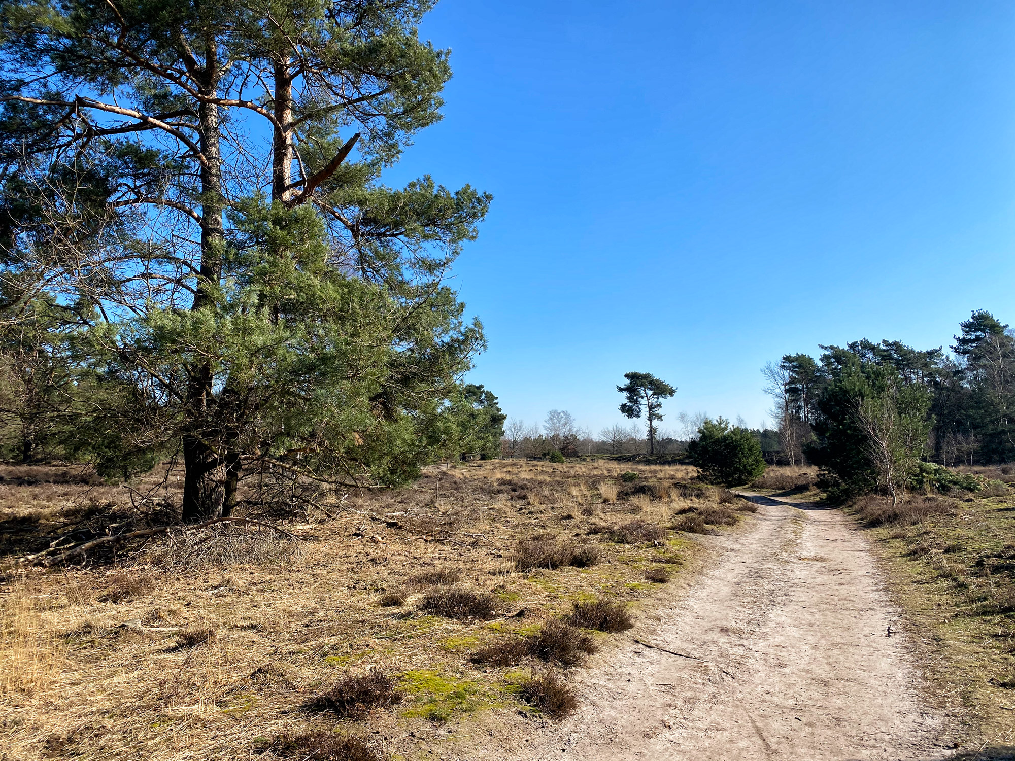 Wandelen in Noord-Brabant: Stratumse Heide & Groote Heide