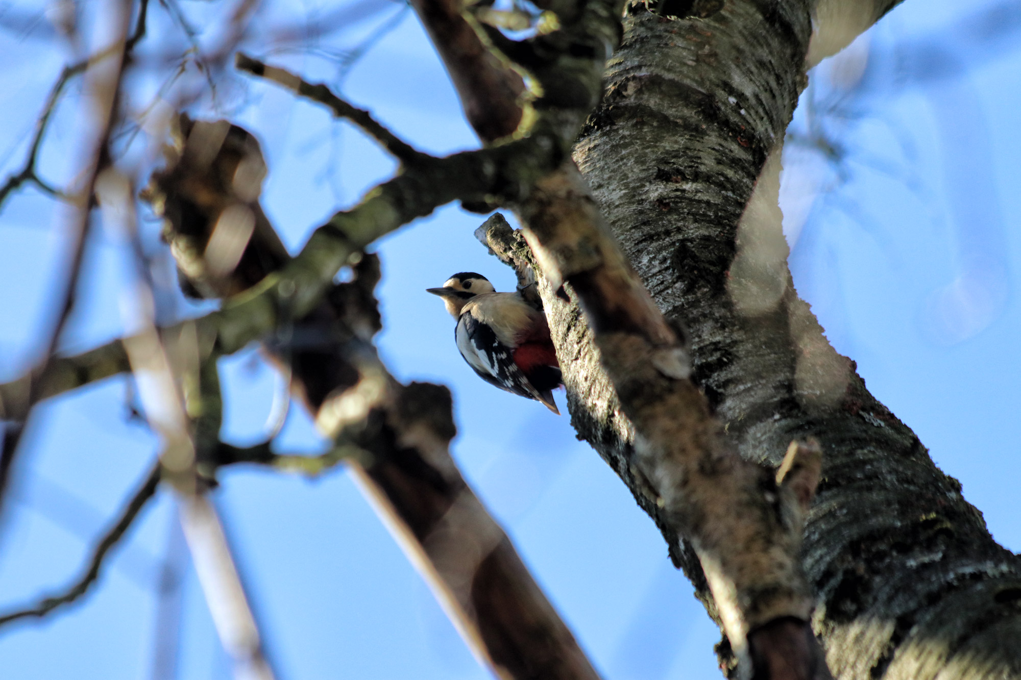 Wandelen in Noord-Brabant: Stratumse Heide & Groote Heide