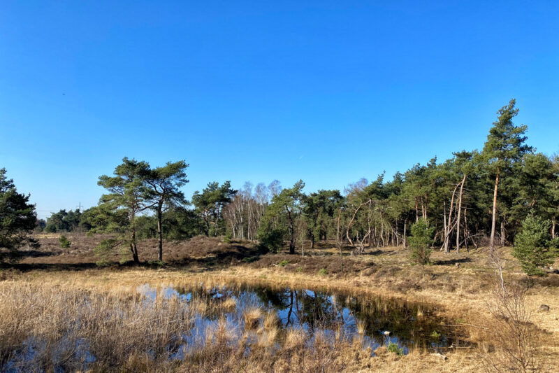 Wandelen in Noord-Brabant: Stratumse Heide & Groote Heide