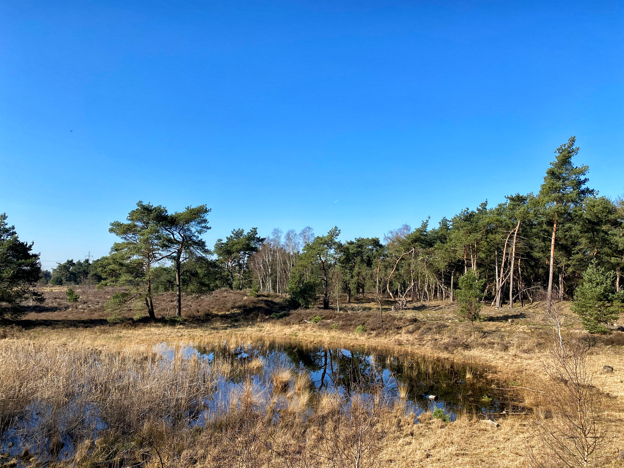 Wandelen in Noord-Brabant: Stratumse Heide & Groote Heide