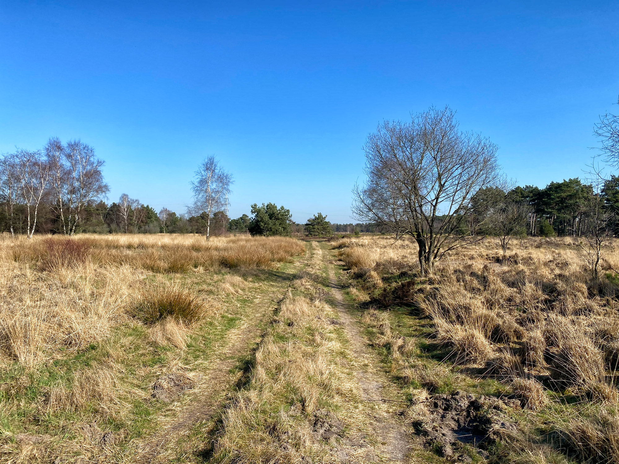 Wandelen in Noord-Brabant: Stratumse Heide & Groote Heide