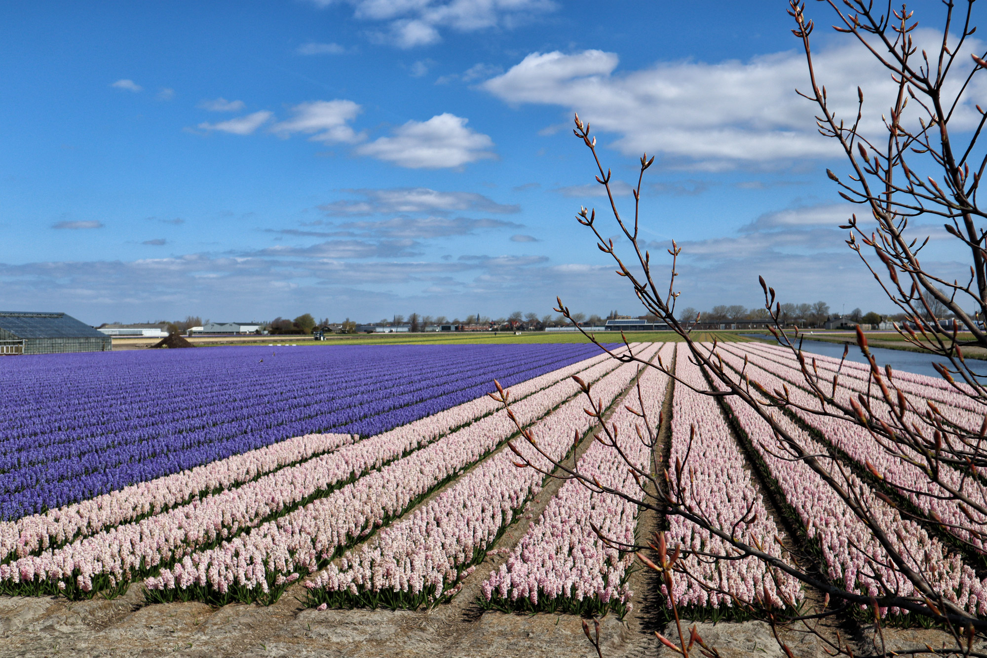 Bollenstreekroute