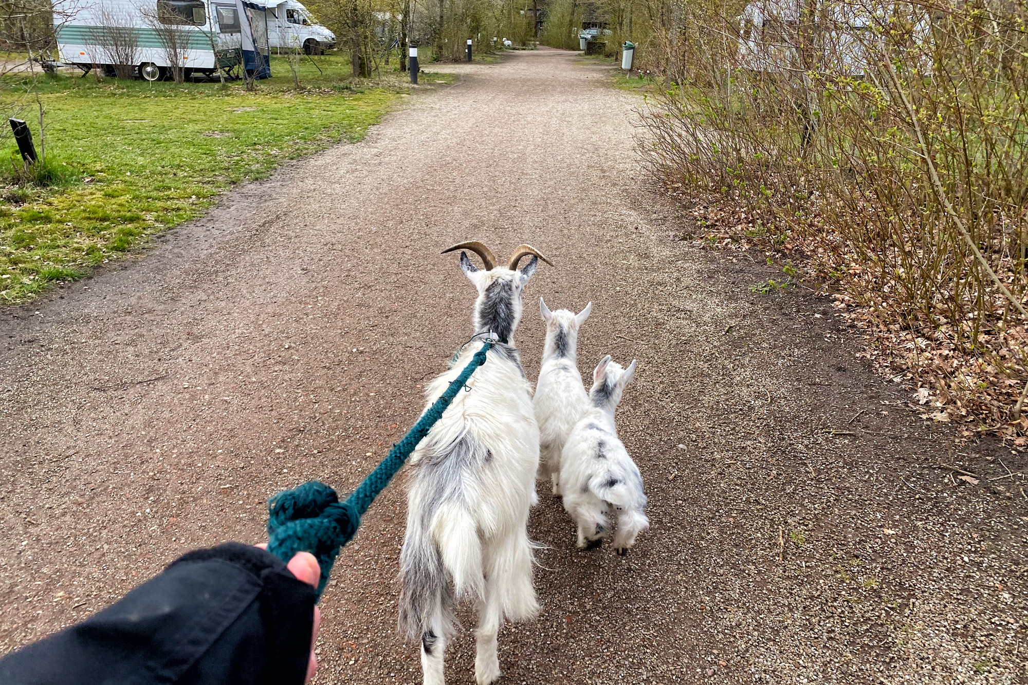 Plaggenhut met geitjes