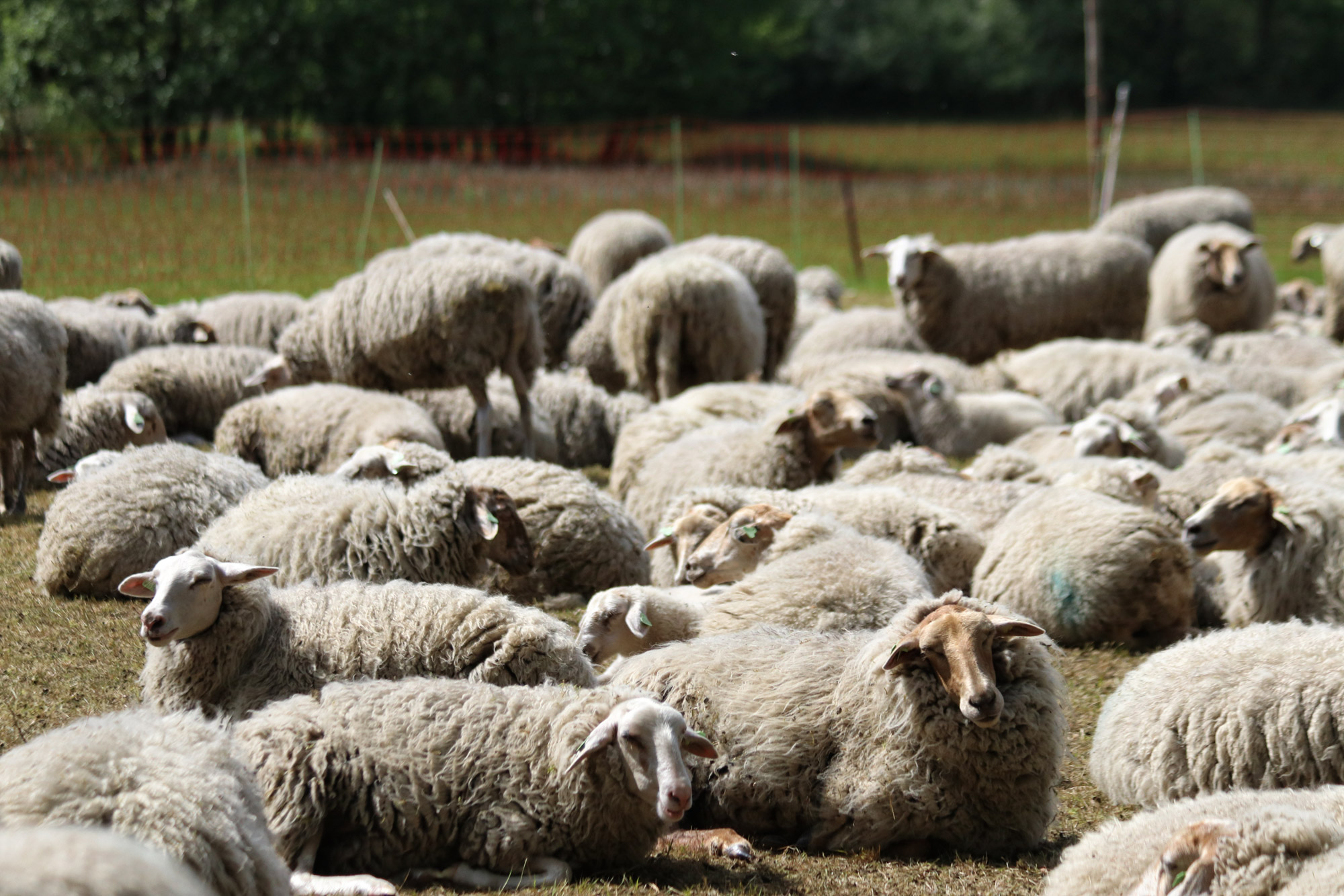 Wandelen in Noord-Brabant - Rulse Laarzenpad