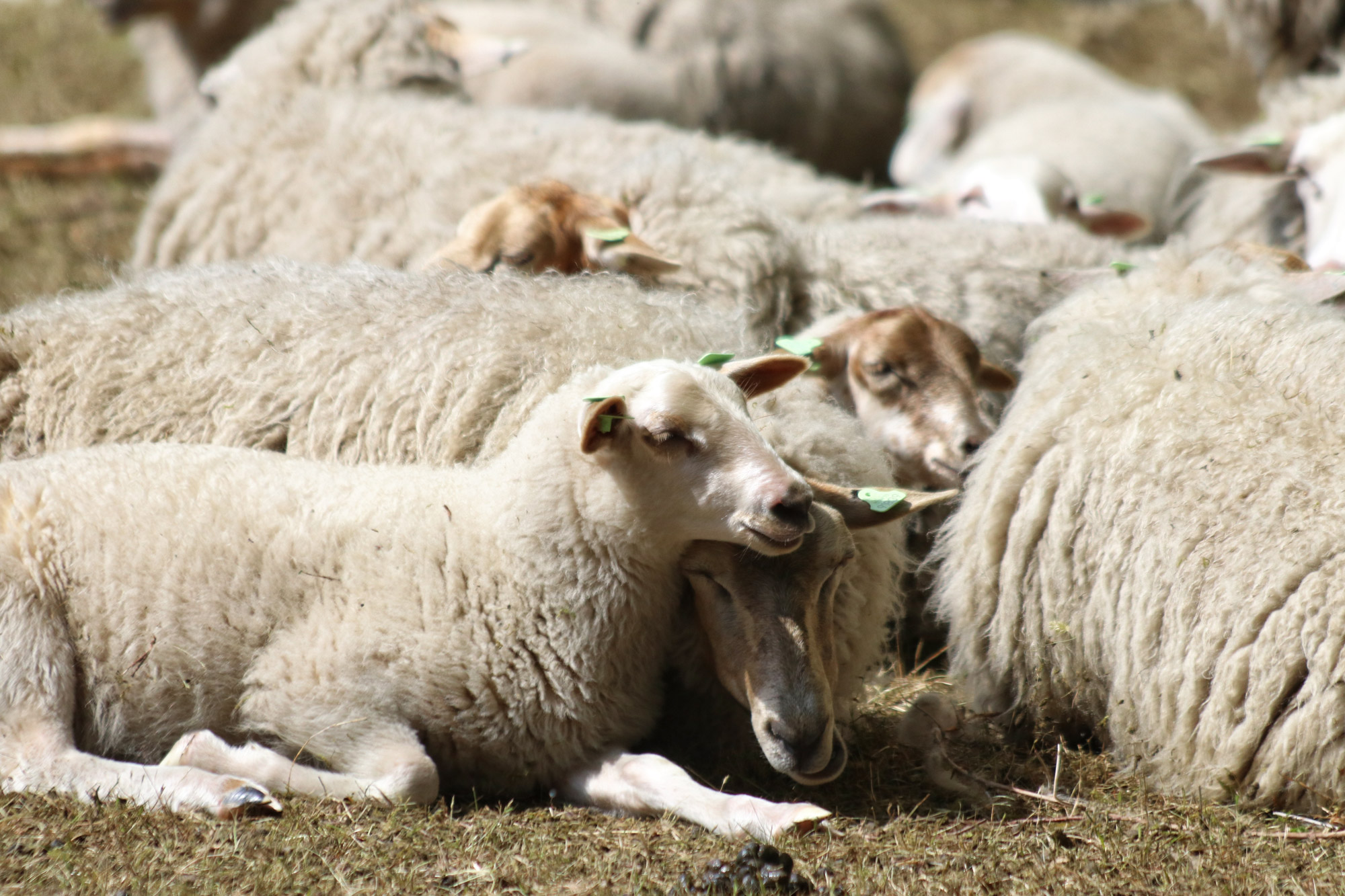 Wandelen in Noord-Brabant - Rulse Laarzenpad