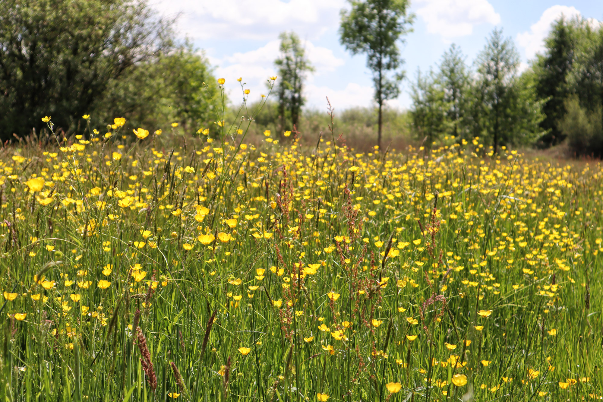 Wandelen in Noord-Brabant - Rulse Laarzenpad