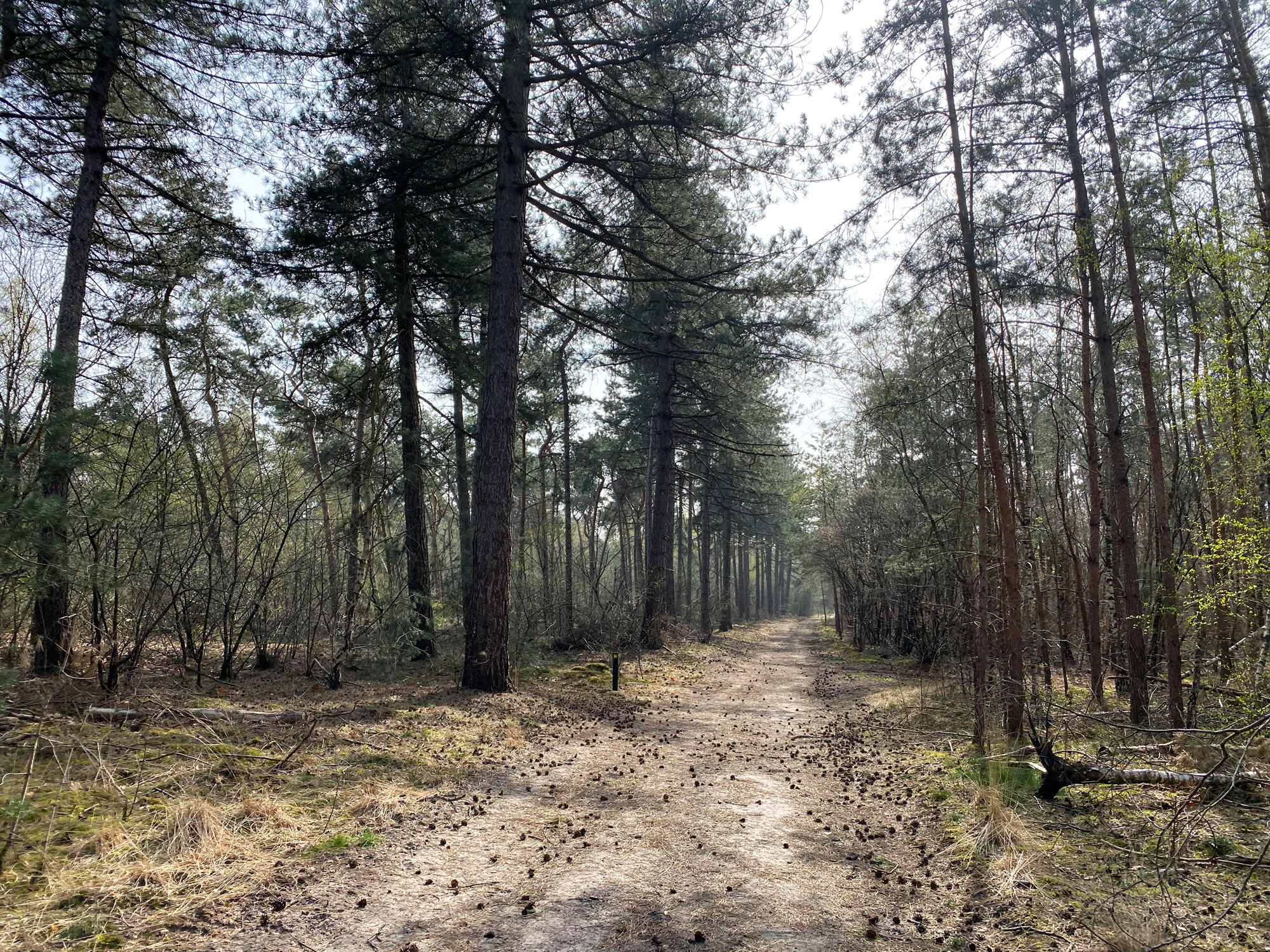 Wandelen in Noord-Brabant: Natuur bij Sterksel