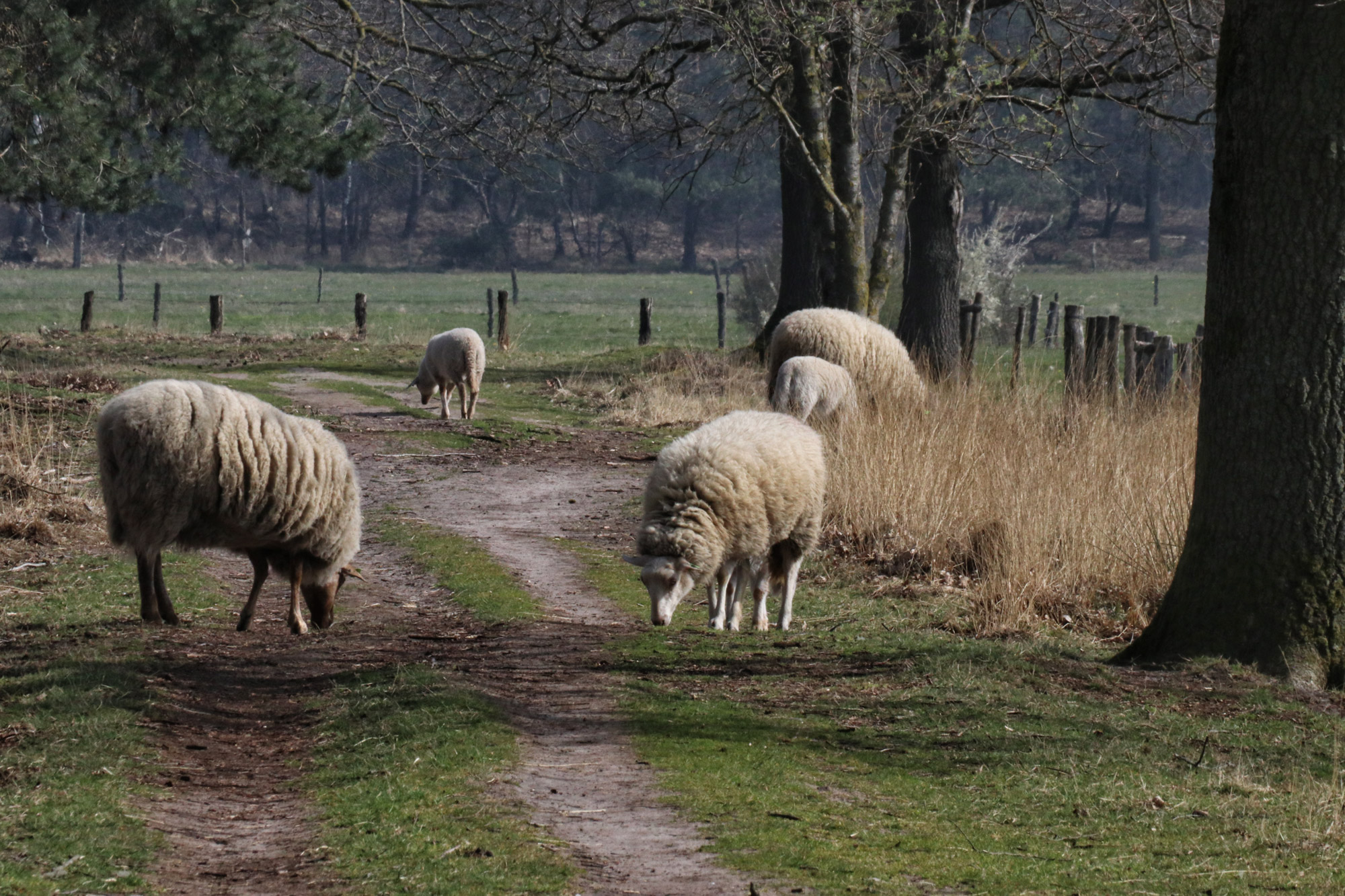 Wandelen in Noord-Brabant: Natuur bij Sterksel