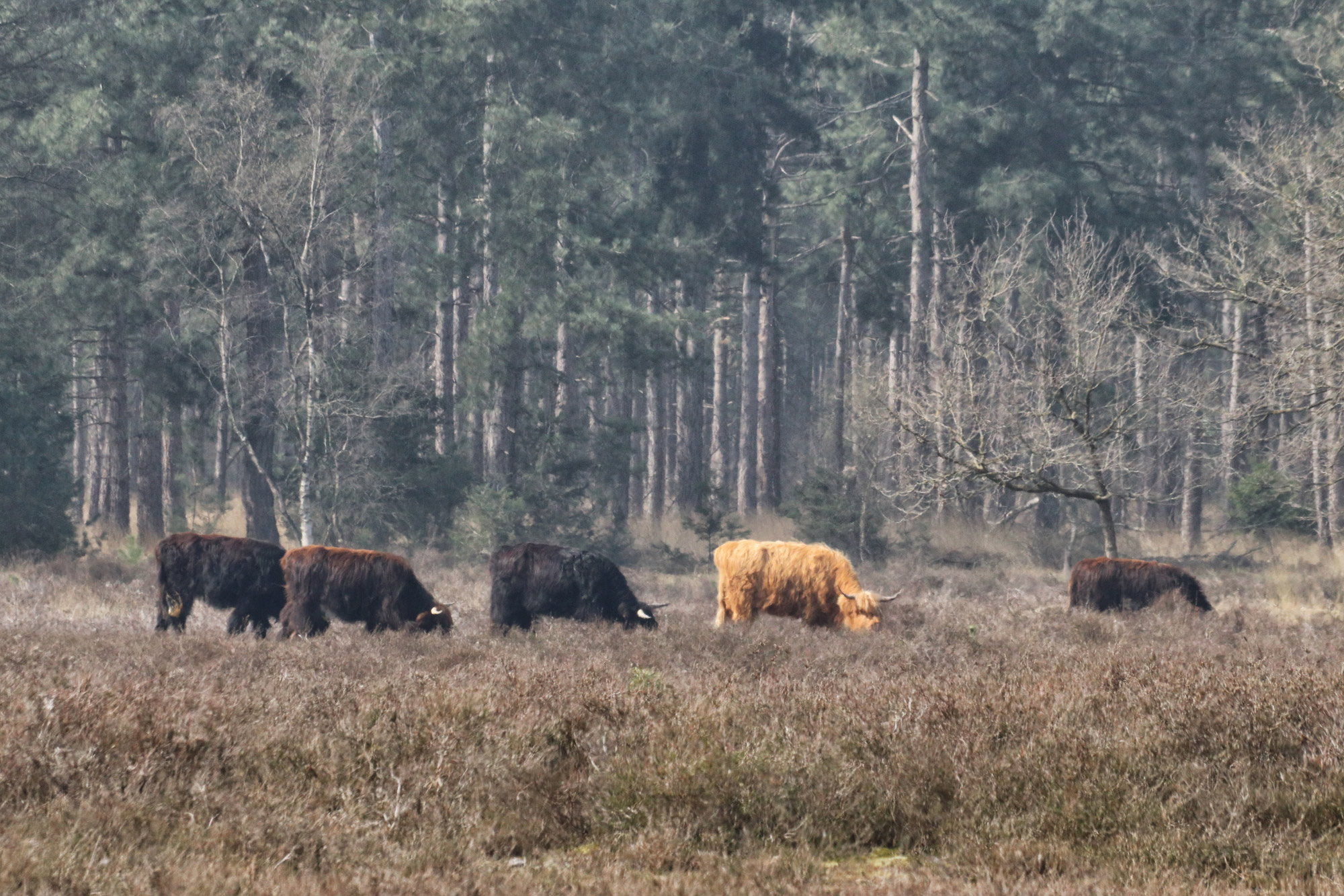 Wandelen in Noord-Brabant: Natuur bij Sterksel