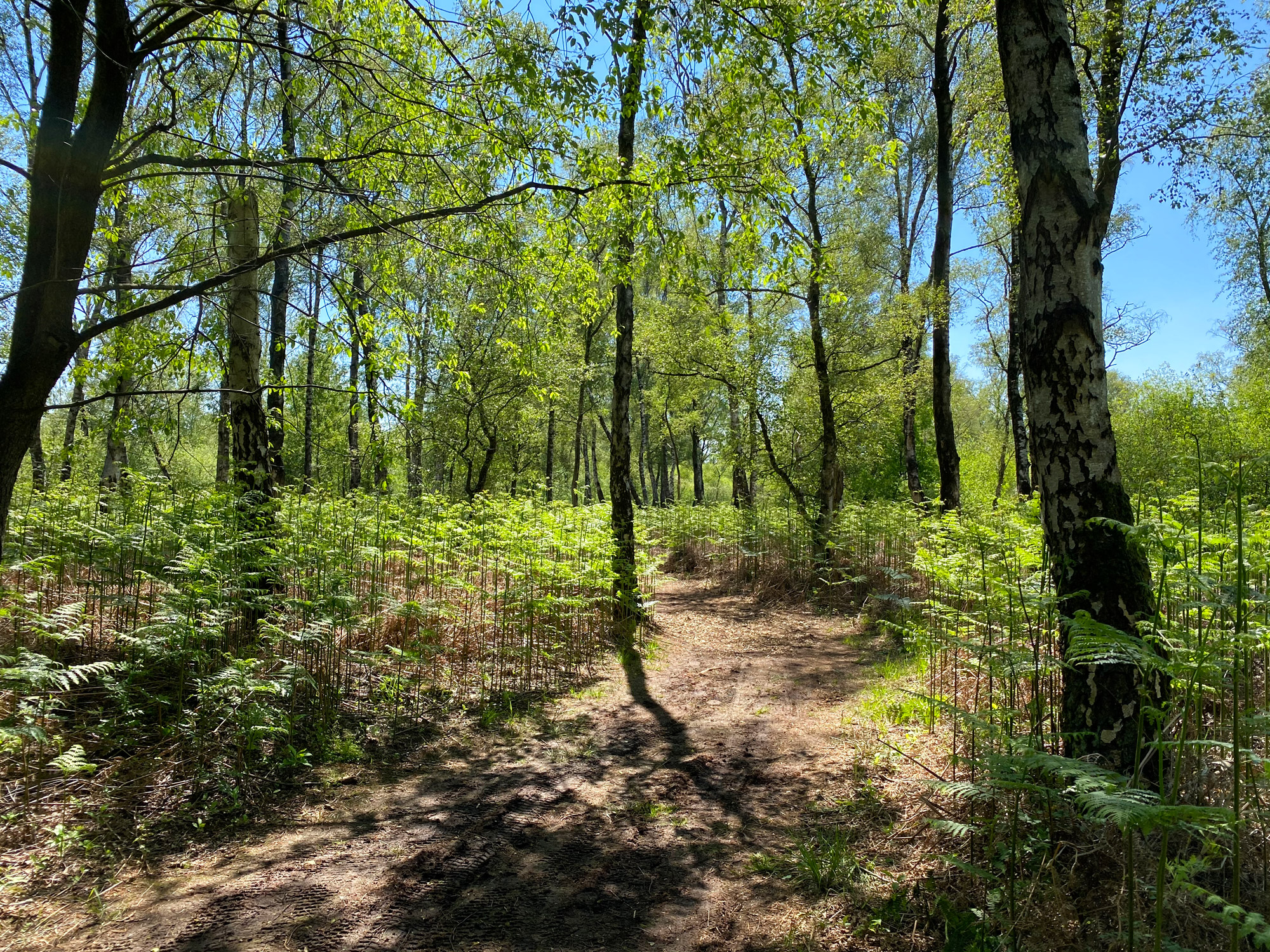 Wandelen in Noord-Brabant en Limburg: Rondje Griendtsveen