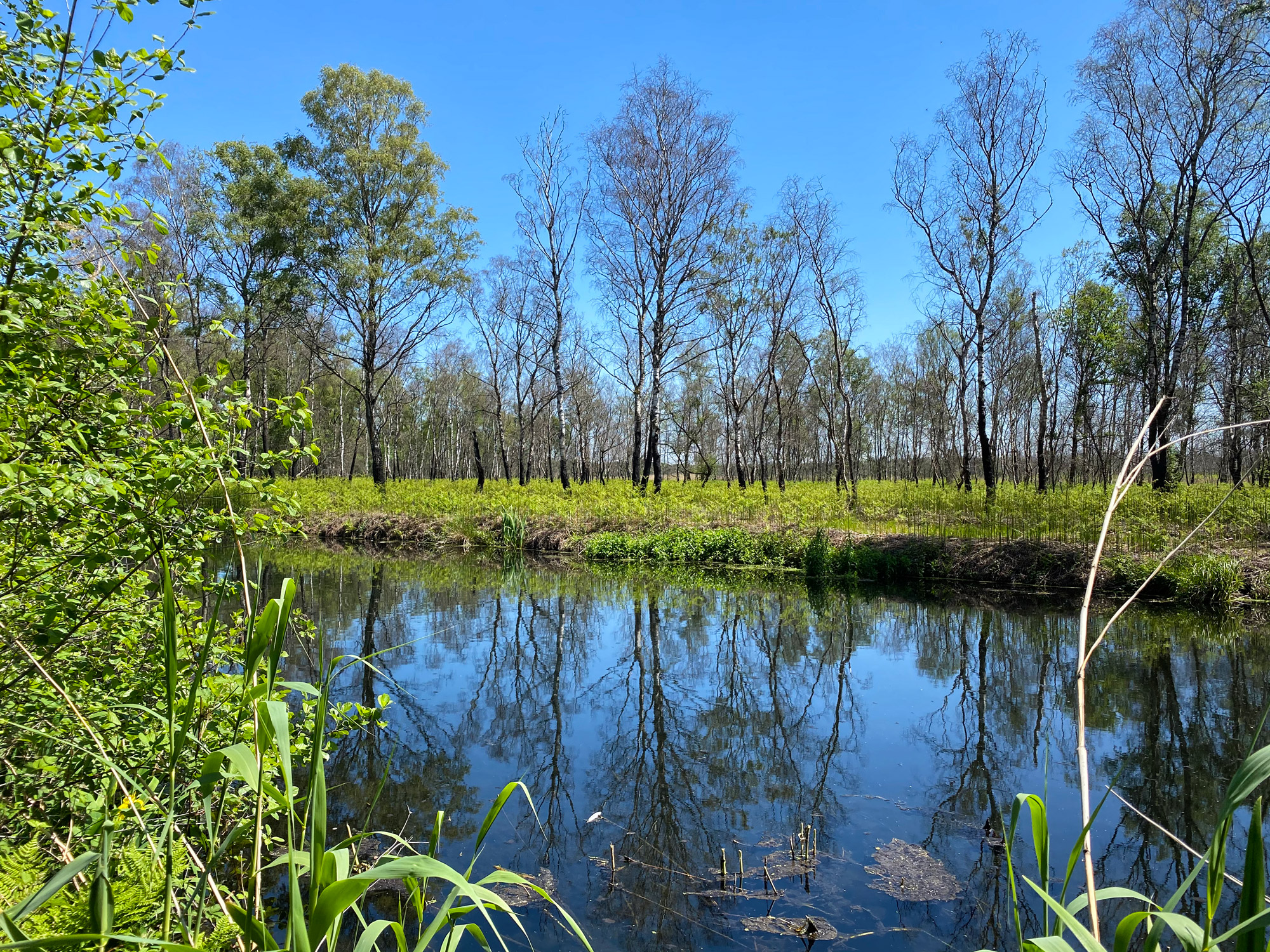 Wandelen in Noord-Brabant en Limburg: Rondje Griendtsveen